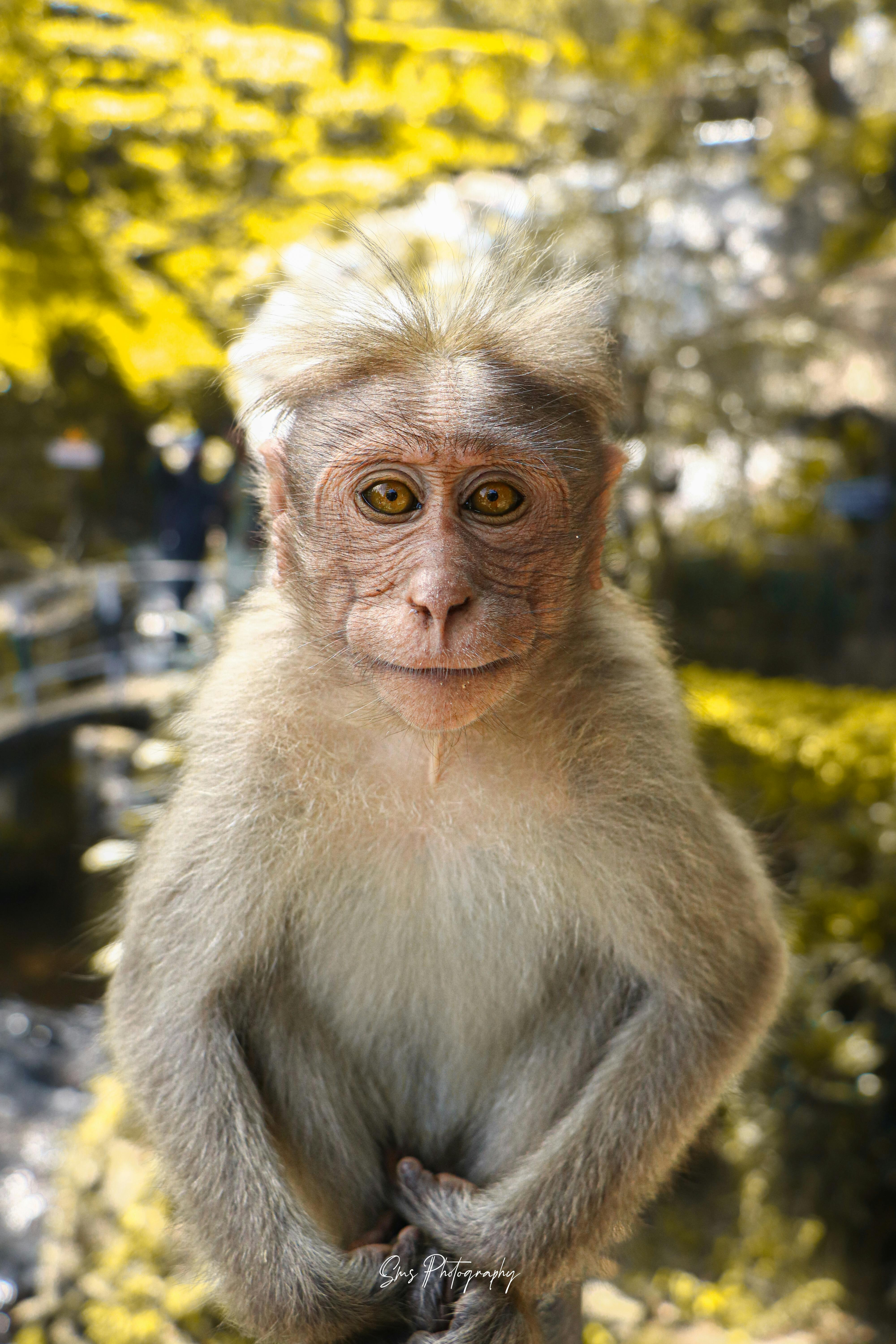 Close Up Of A Monkeys In Tamil Nadu, India · Free