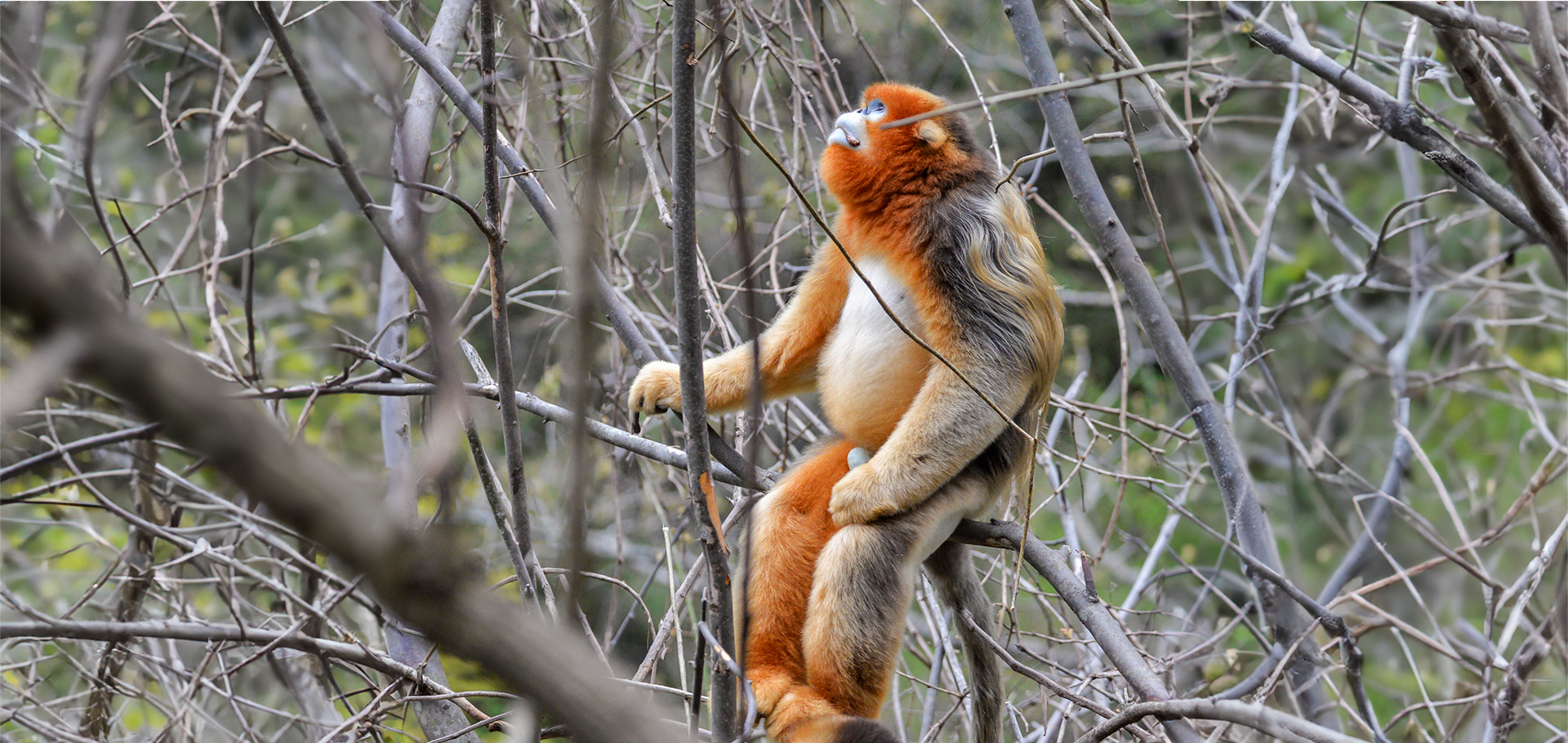 Photograph Endangered Golden Snub Nosed Monkeys In China's Nature Reserves