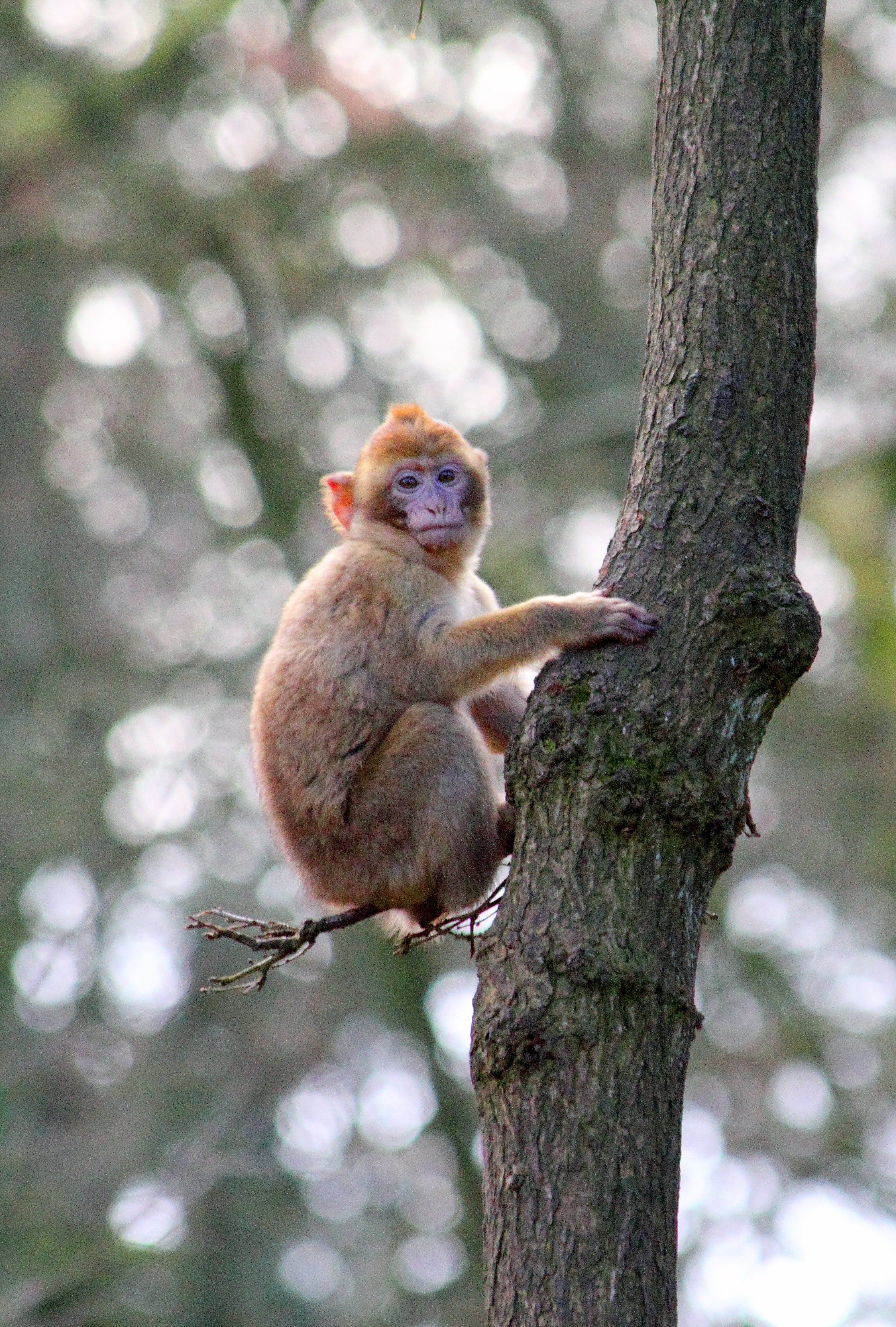 Free Image, tree, nature, forest, outdoor, branch, animal, cute, looking, asian, wildlife, wild, zoo, fur, young, jungle, park, brown, mammal, asia, baby, fauna, primate, thailand, squirrel monkey, face, ape, hairy, vertebrate