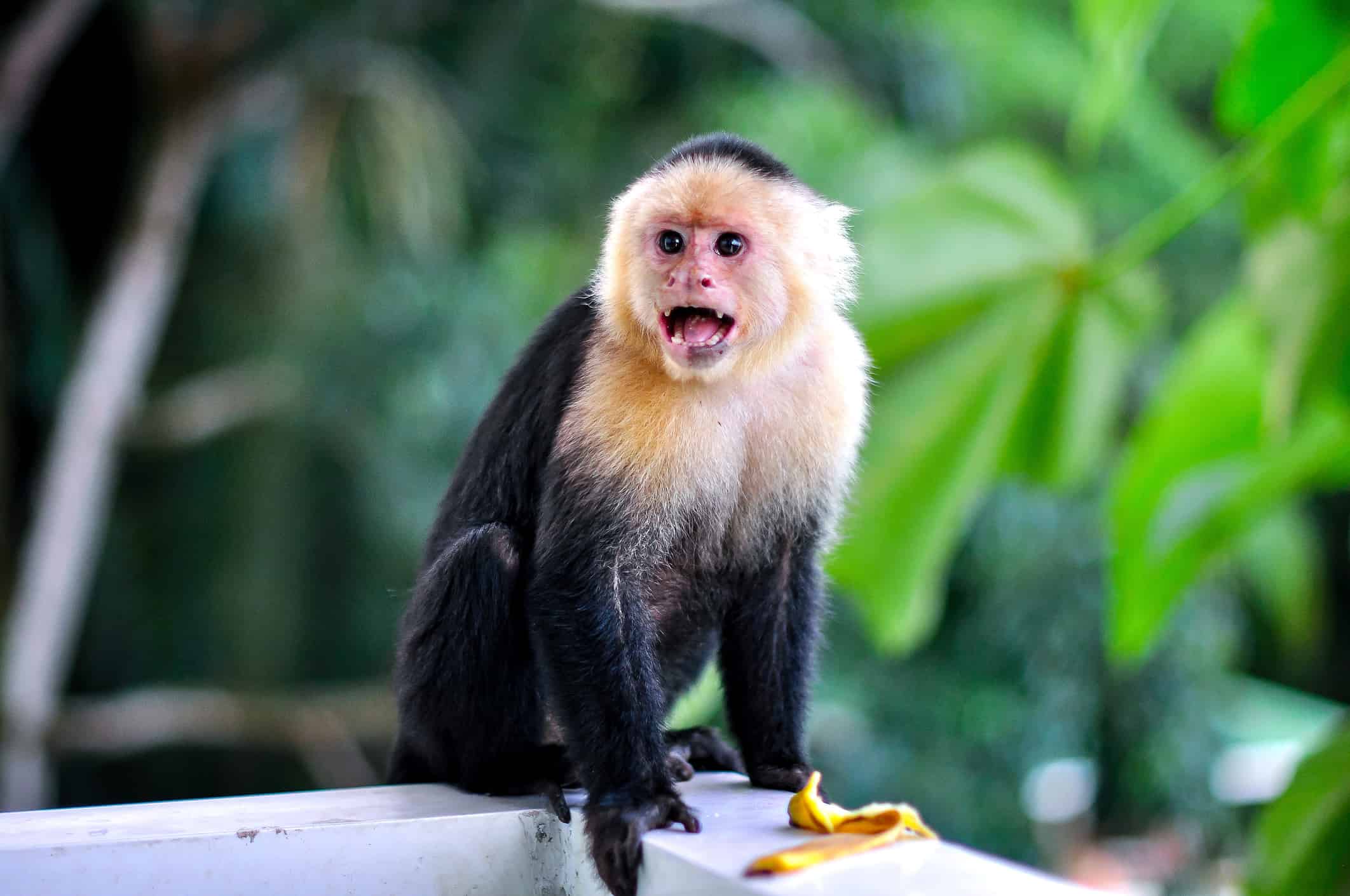 Monkey Animal Facts Z Animals