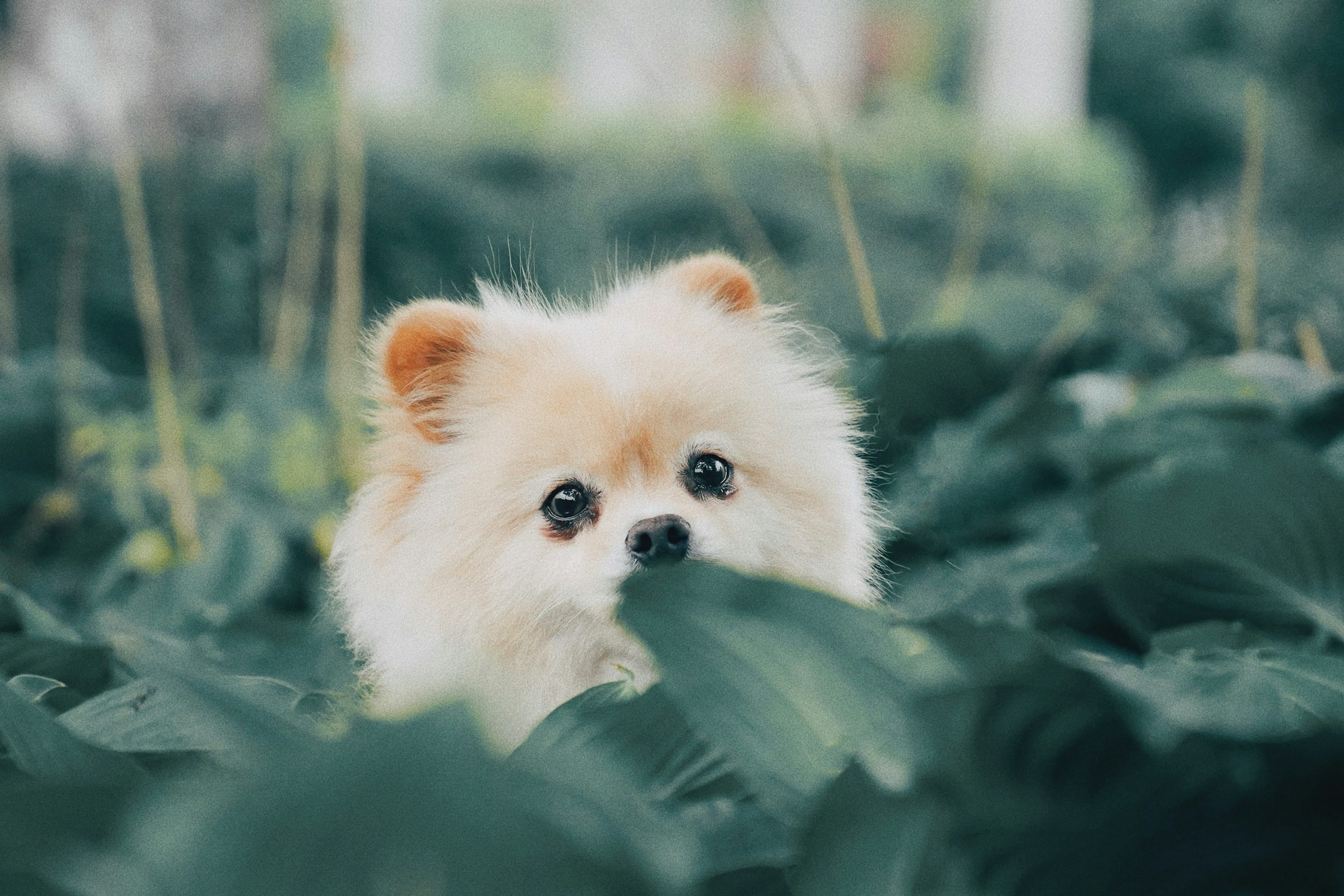 Cute Wallpaper: Free HD Download [4K]