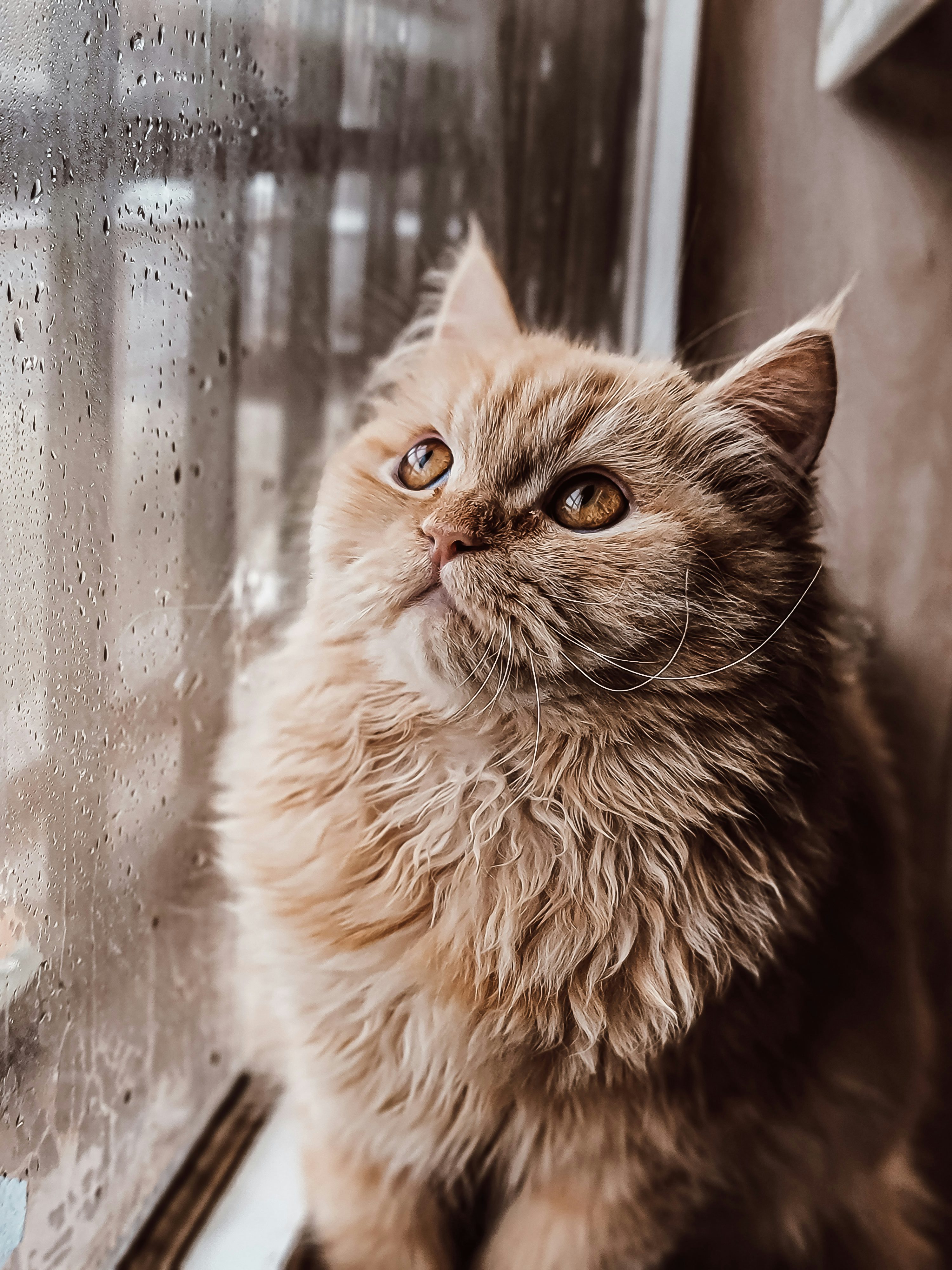 Cats Wallpaper 4K & HD Downloads