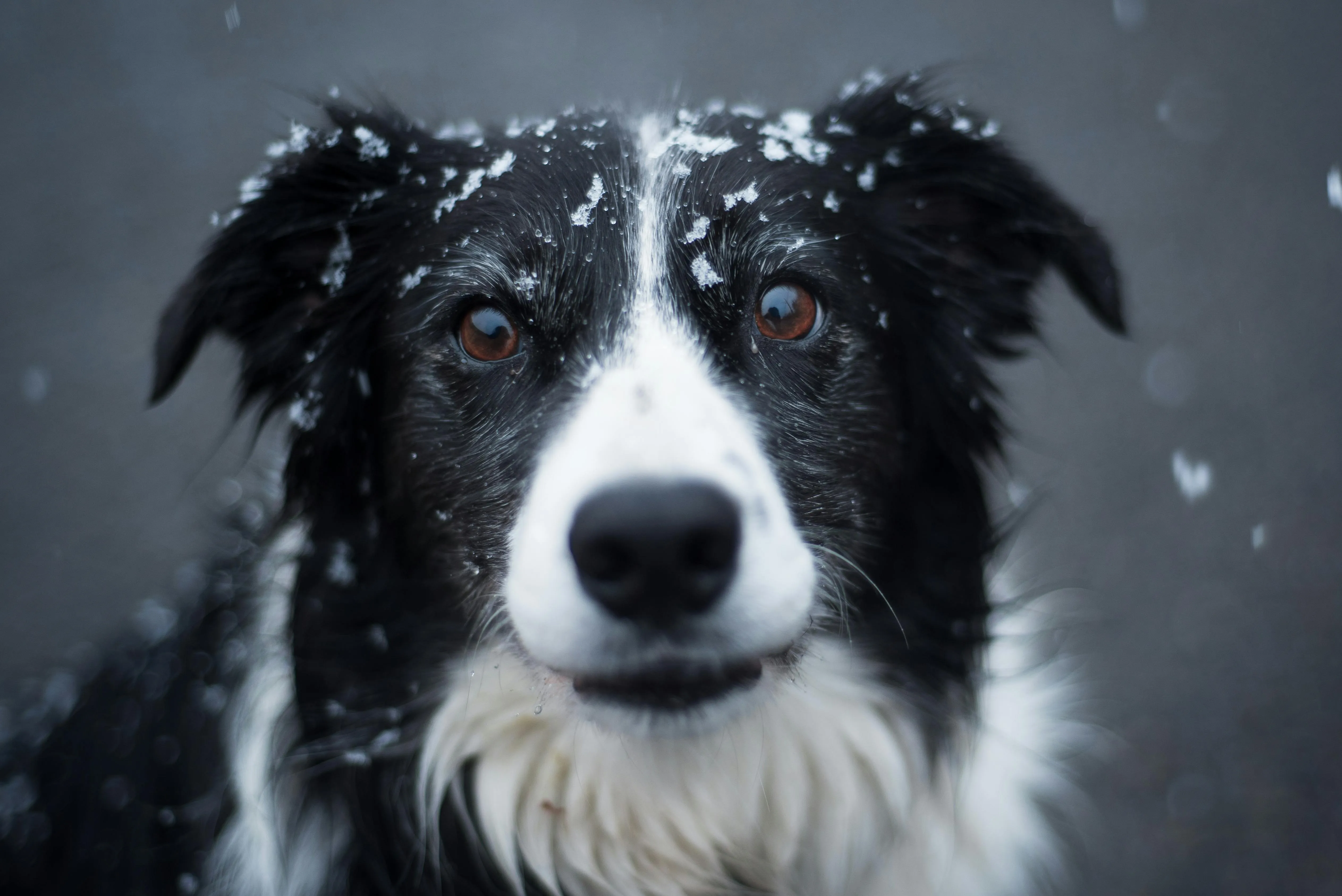 Selective Focus Photography of Adult Black and White Border Collie · Free