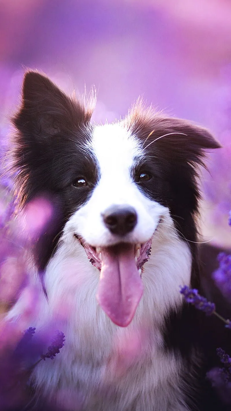 Border Collie Dog, border collie, animal, cute, pet, HD phone wallpaper