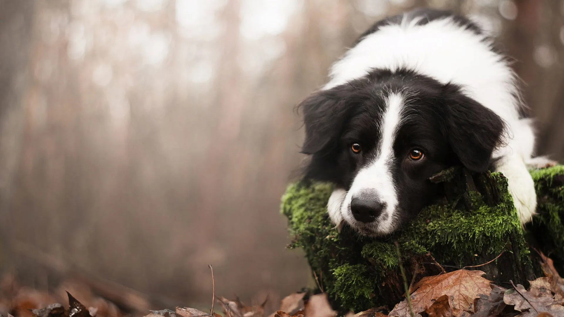 Border Collie Dog On Algae Covered Tree Trunk HD Dog Wallpaper