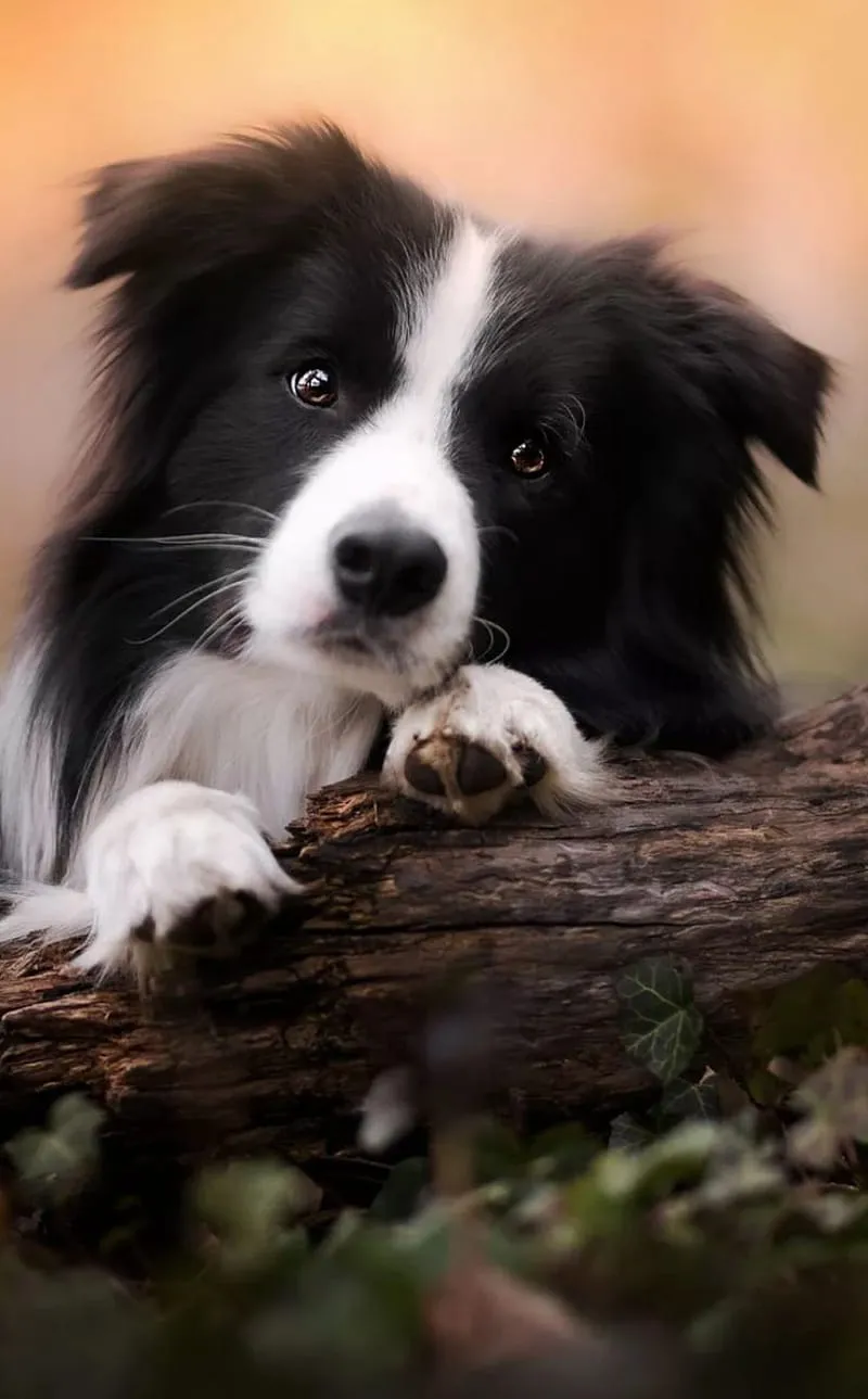 Alex Galo on Dogs. Border collie puppies, Big dog little dog, Collie puppies, HD phone wallpaper
