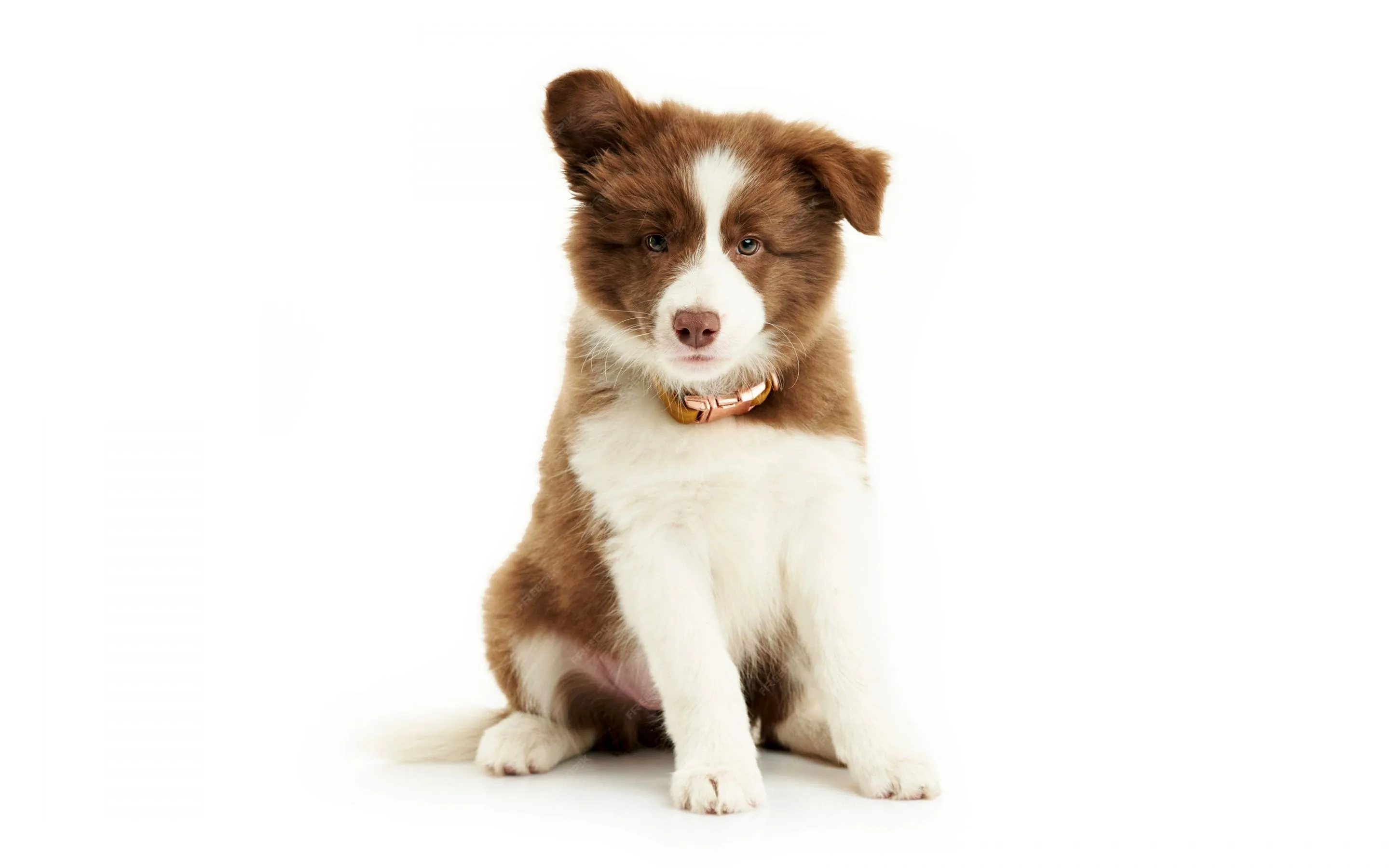 Border Collie Wallpaper 4K, Cute puppy, White