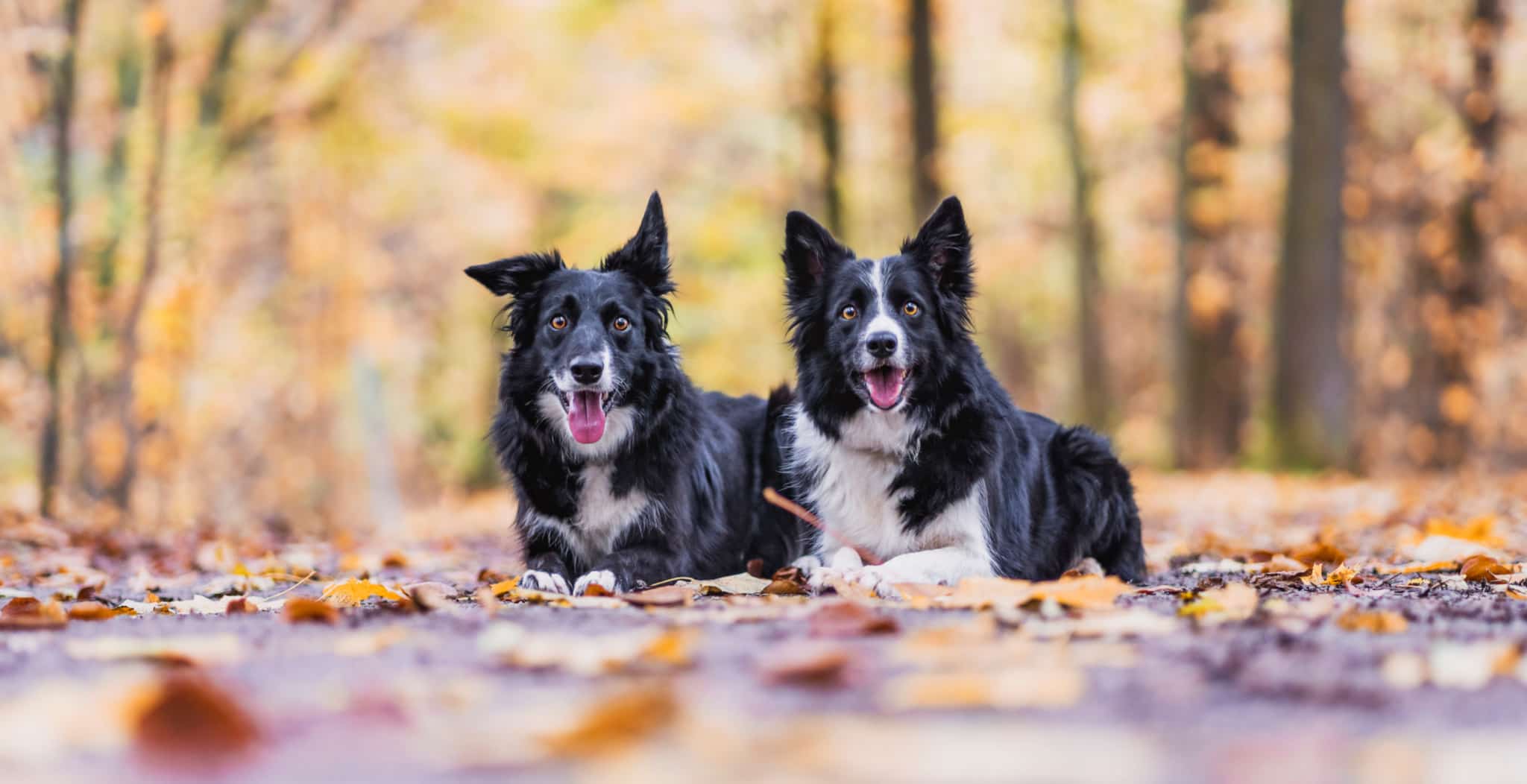 Border Collies. Common Health Problems Found In Collies