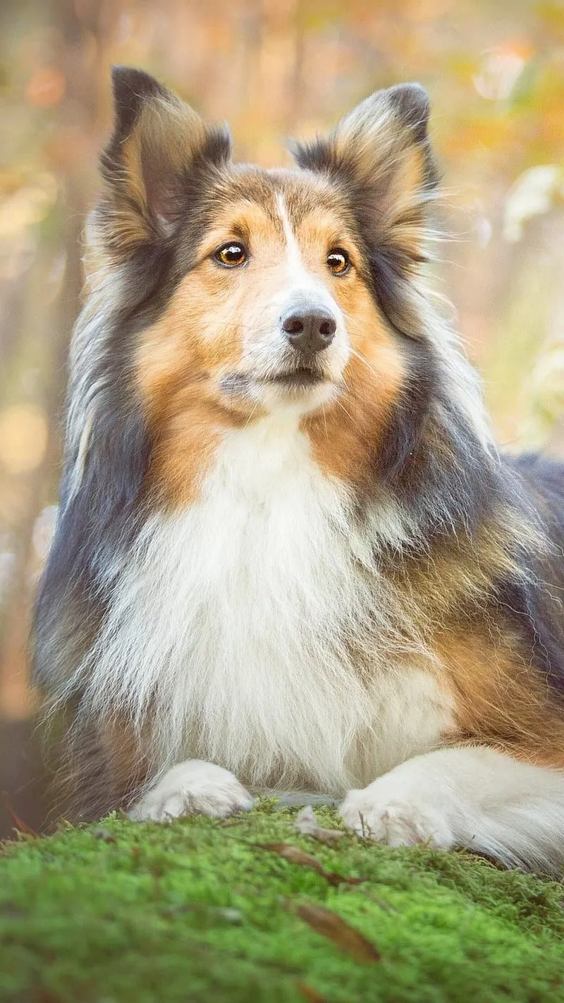 Scottish Shepherd, collie, border, dog, nice, HD phone wallpaper