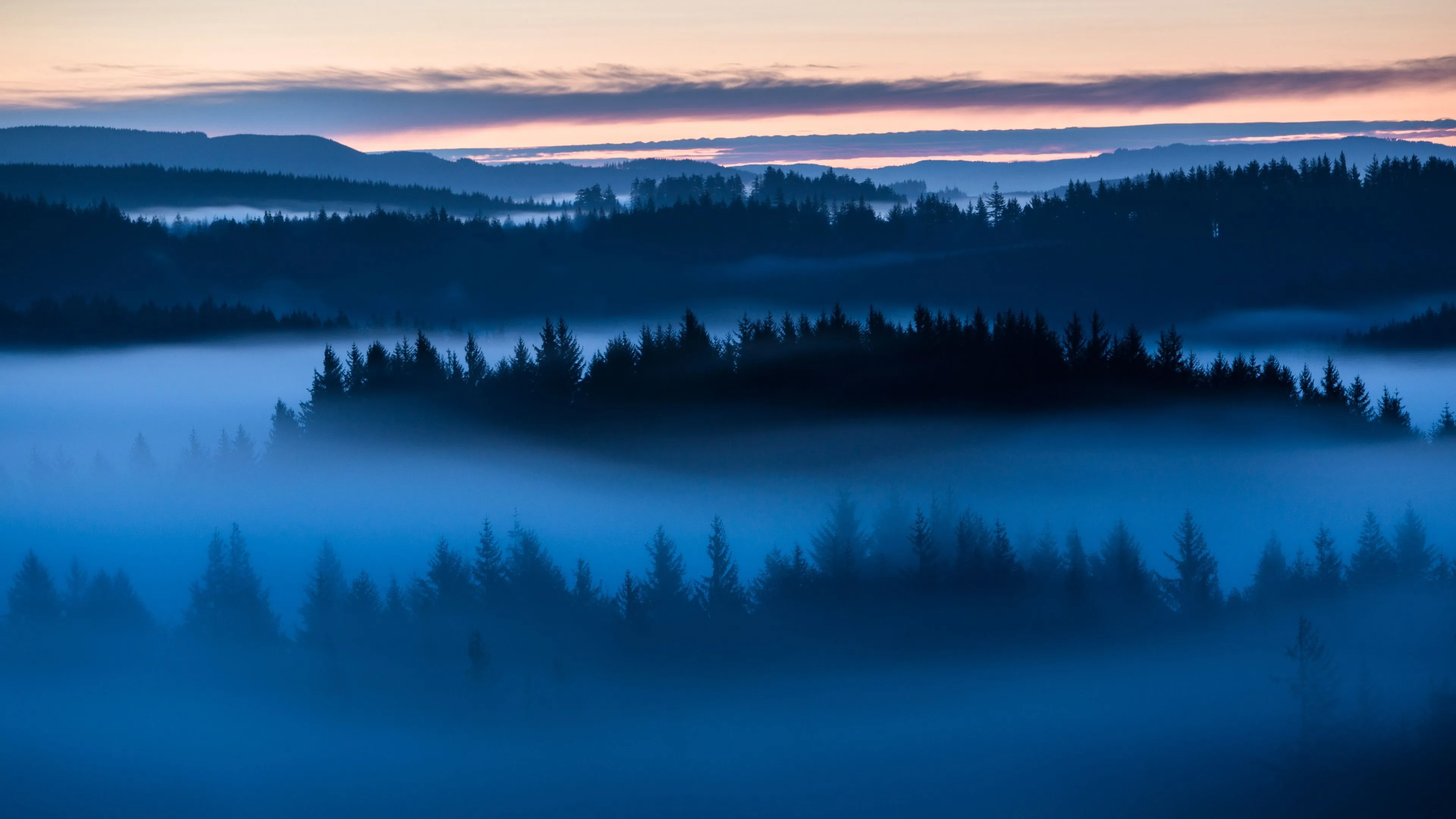Forest Wallpaper 4K, Sunrise, Fog, Above clouds, Trees