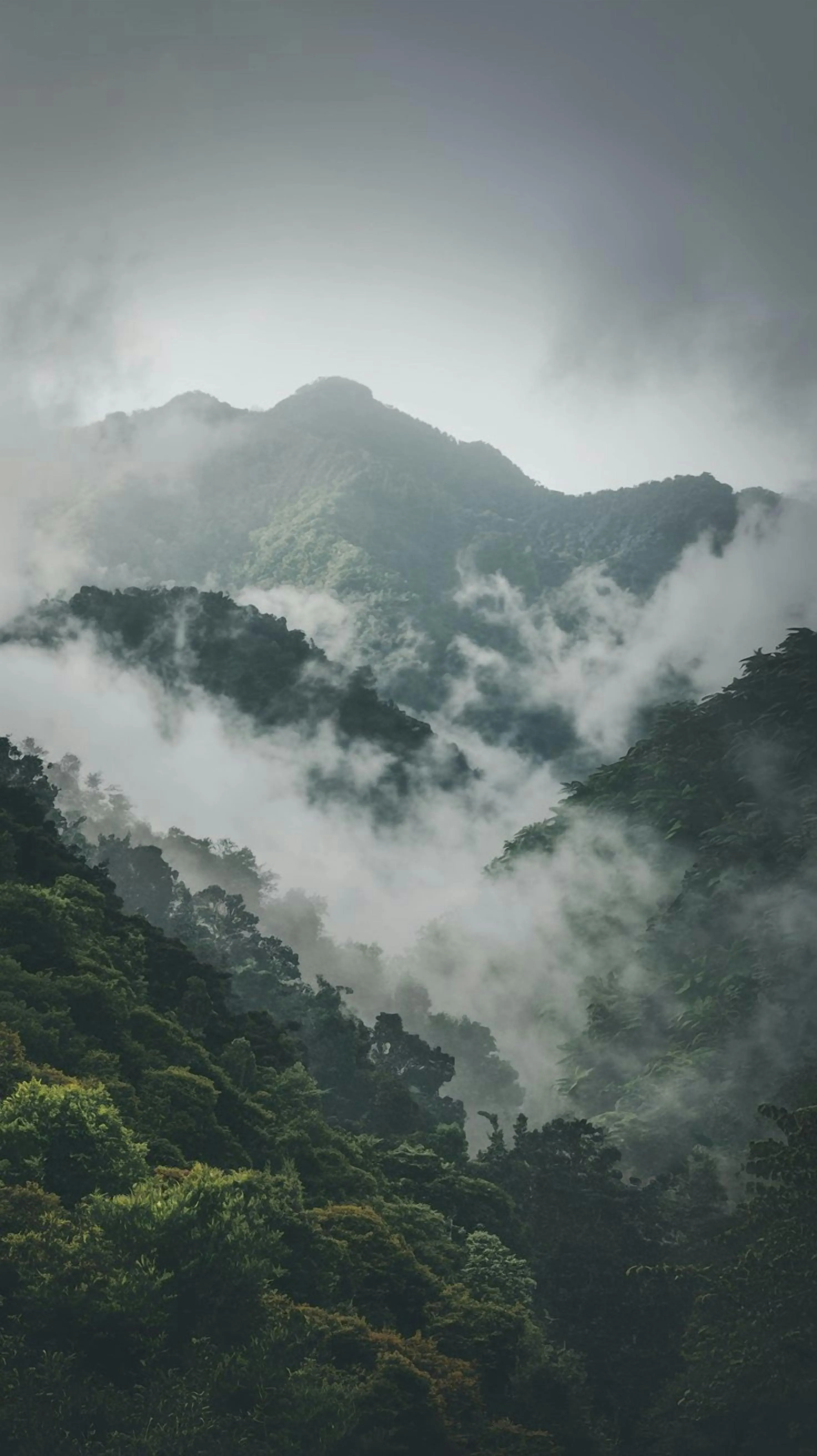 Misty Forest Mountain Landscape with Fog · Free