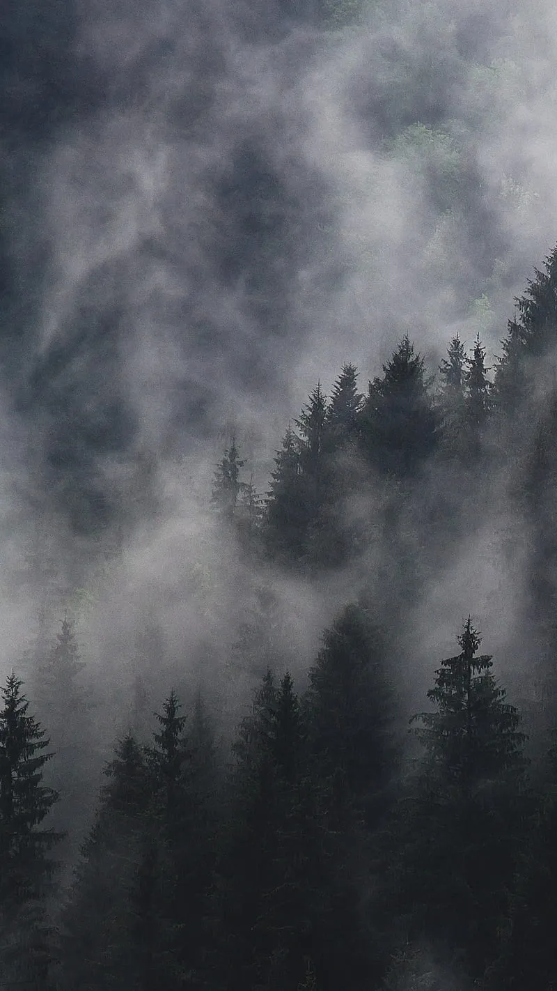 Foggy Forest, clouds, dark, fog, nature, HD phone wallpaper