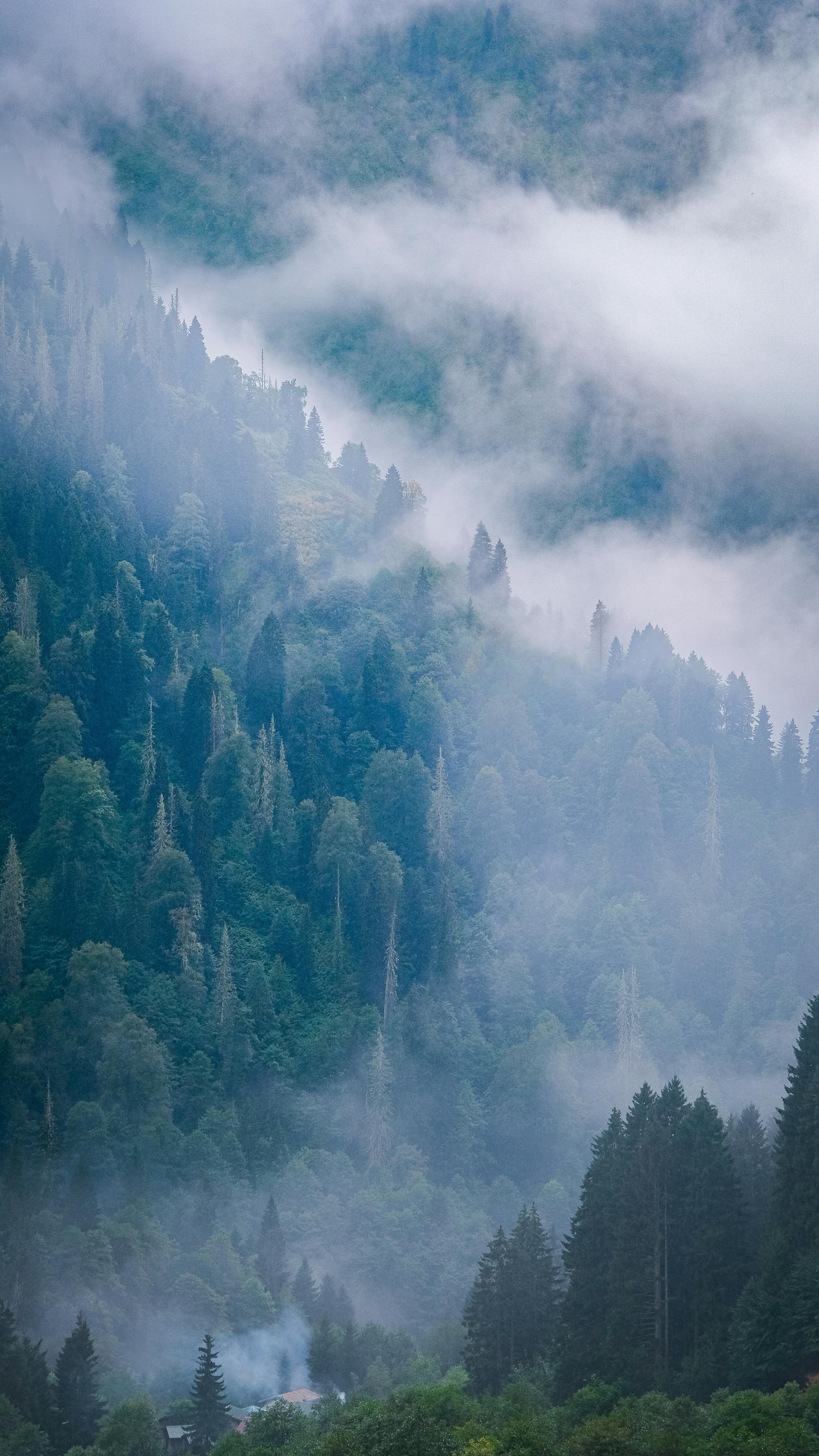 Fog Covering Forest on Mountain Slope · Free
