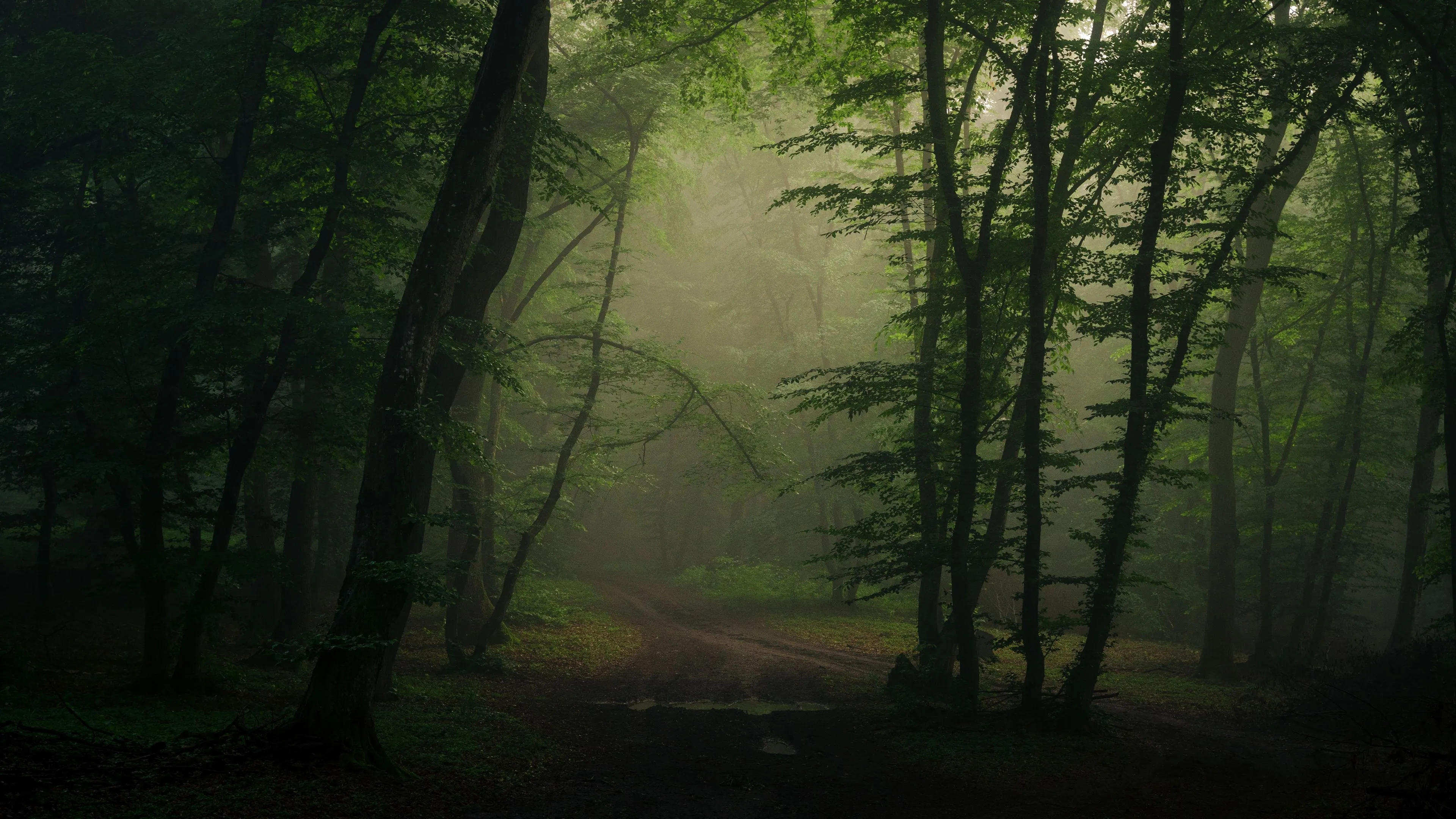Download Path Forest Road Nature Fog 4k Ultra HD Wallpaper