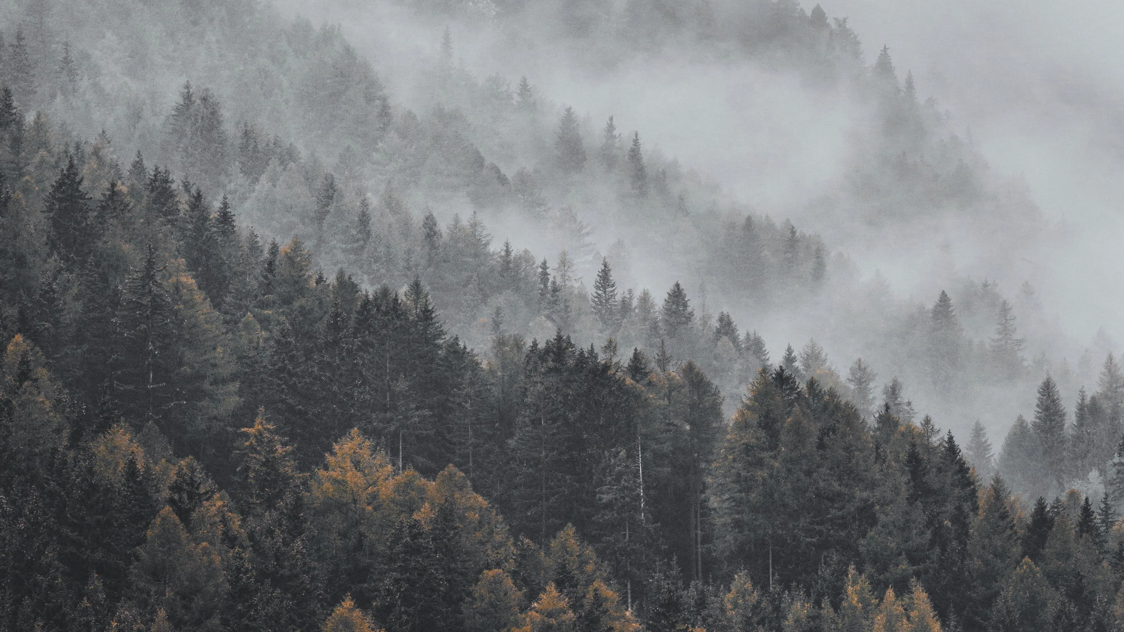 Download wallpaper 3840x2160 forest, fog, trees, treetops, landscape 4k uhd 16:9 HD background