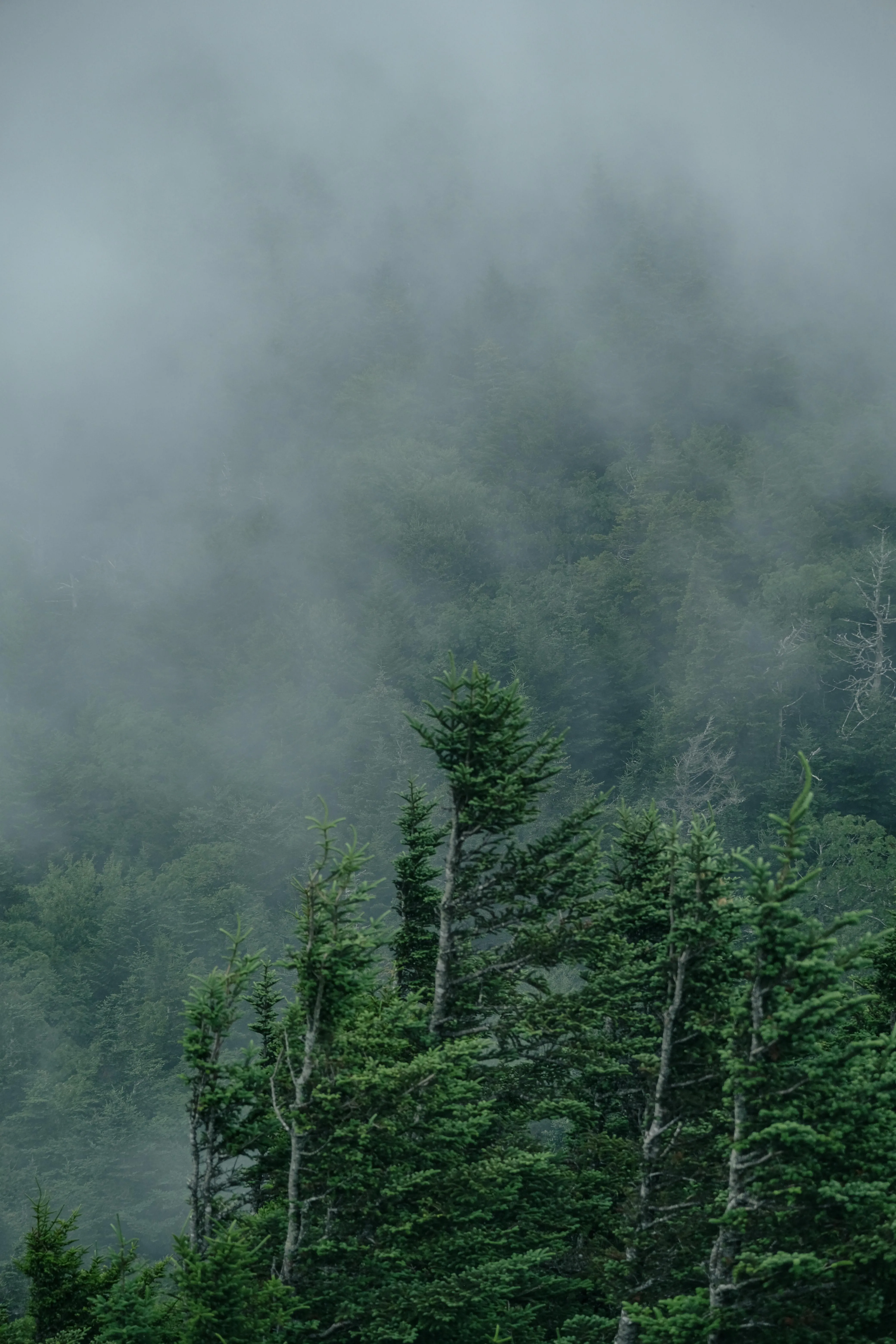 Fog over Deep Forest · Free