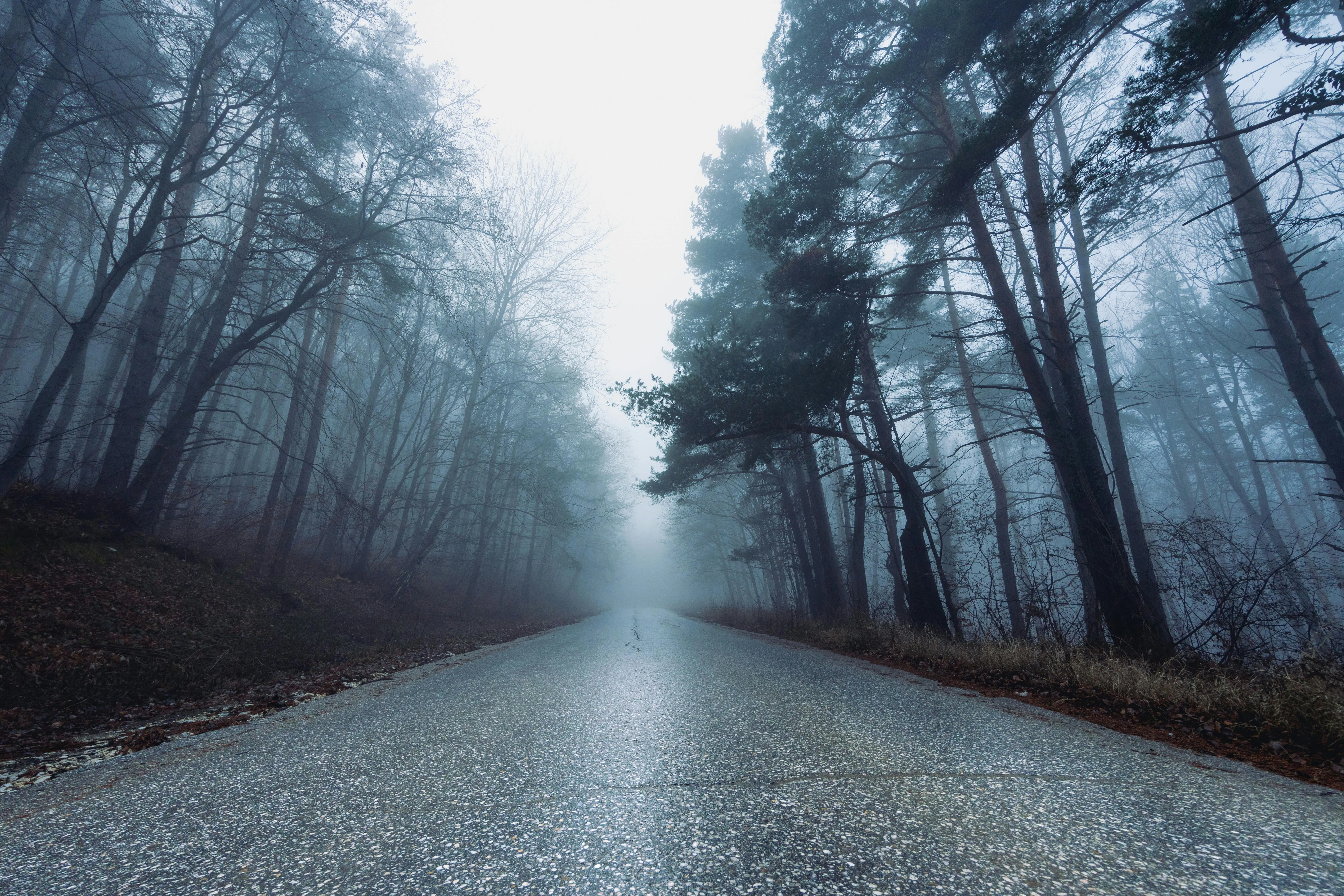 Fog over Road in Woods · Free