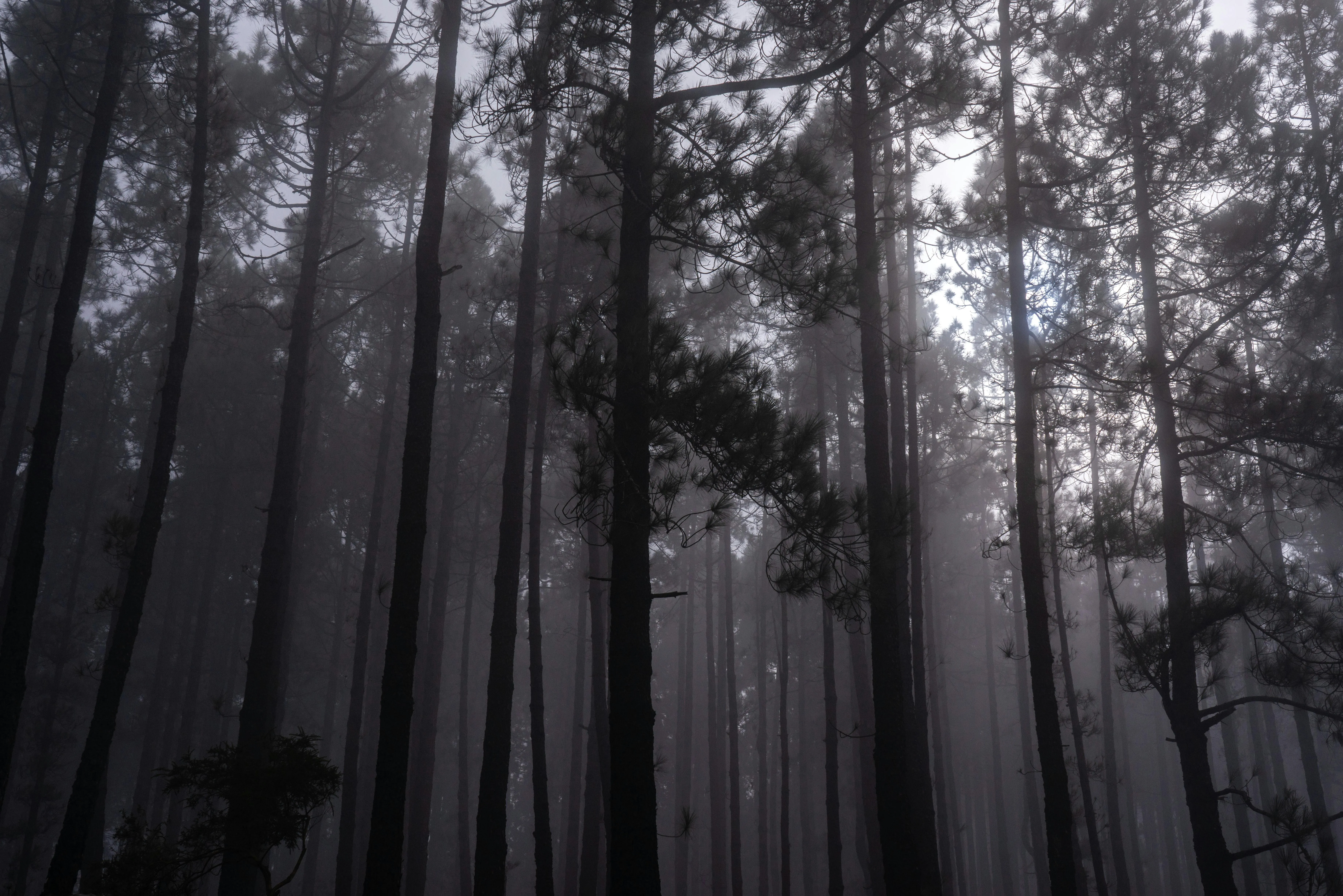 A View of the Forest on a Foggy Day · Free