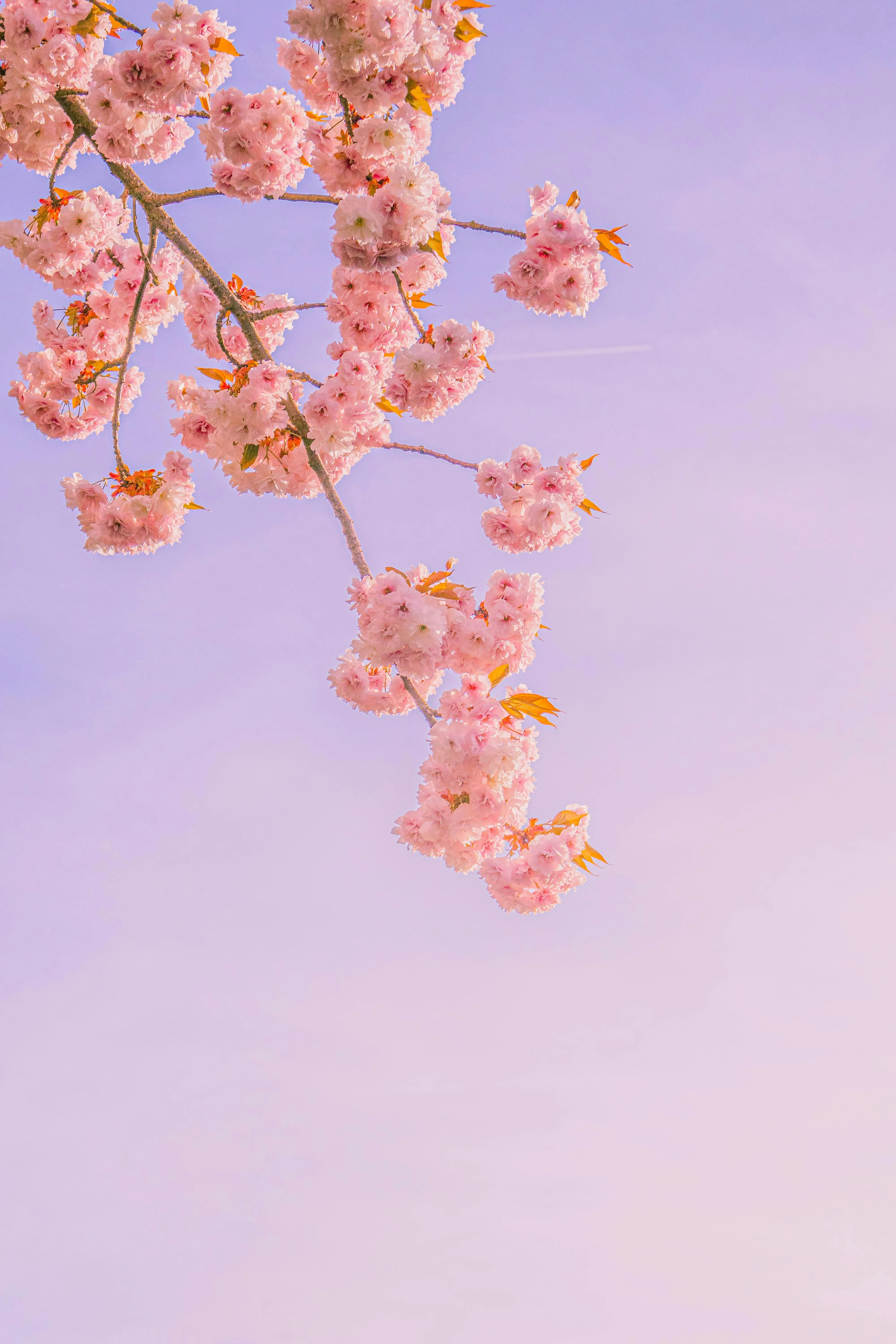 Pink Cherry Blossoms Against Pastel Sky · Free