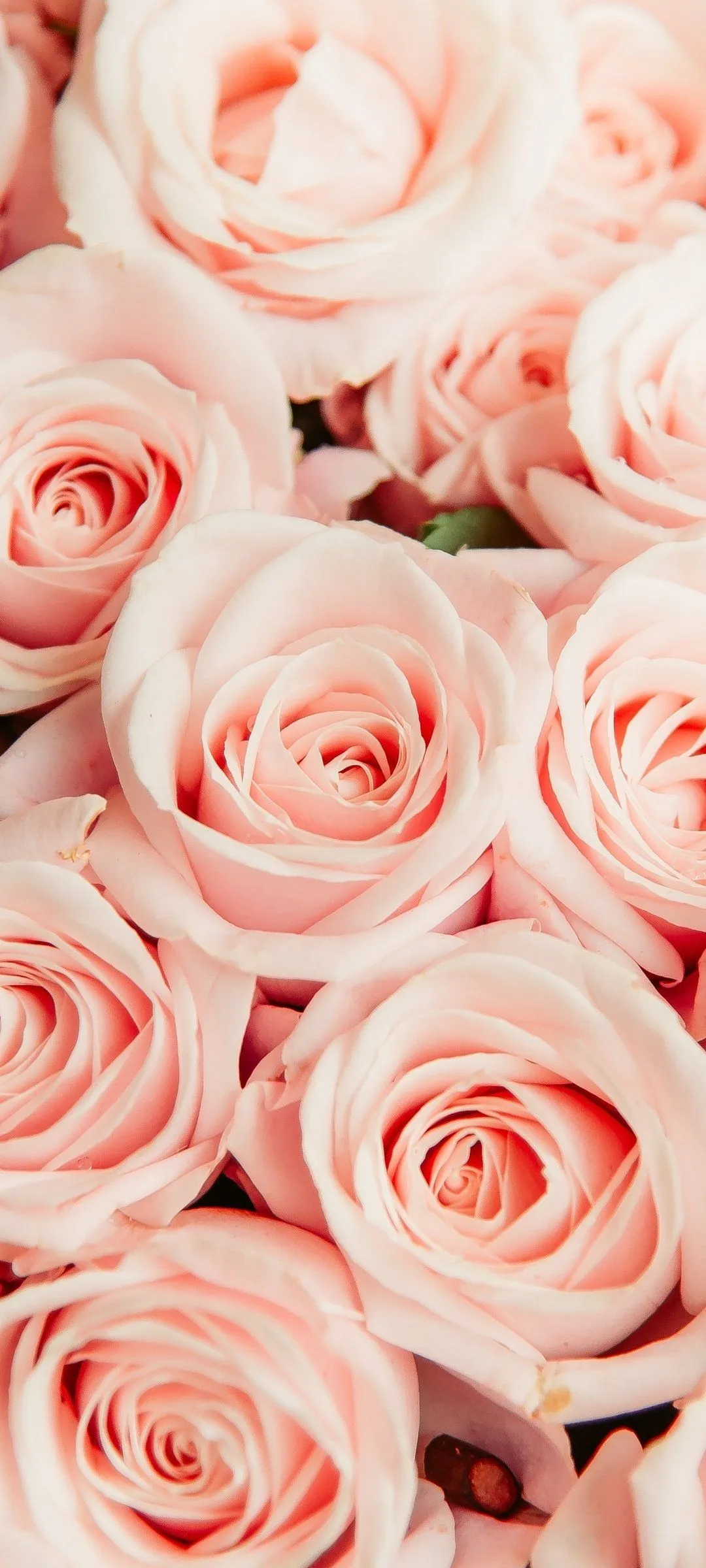 Download Pink Flower Flower Nature Rose Phone Wallpaper
