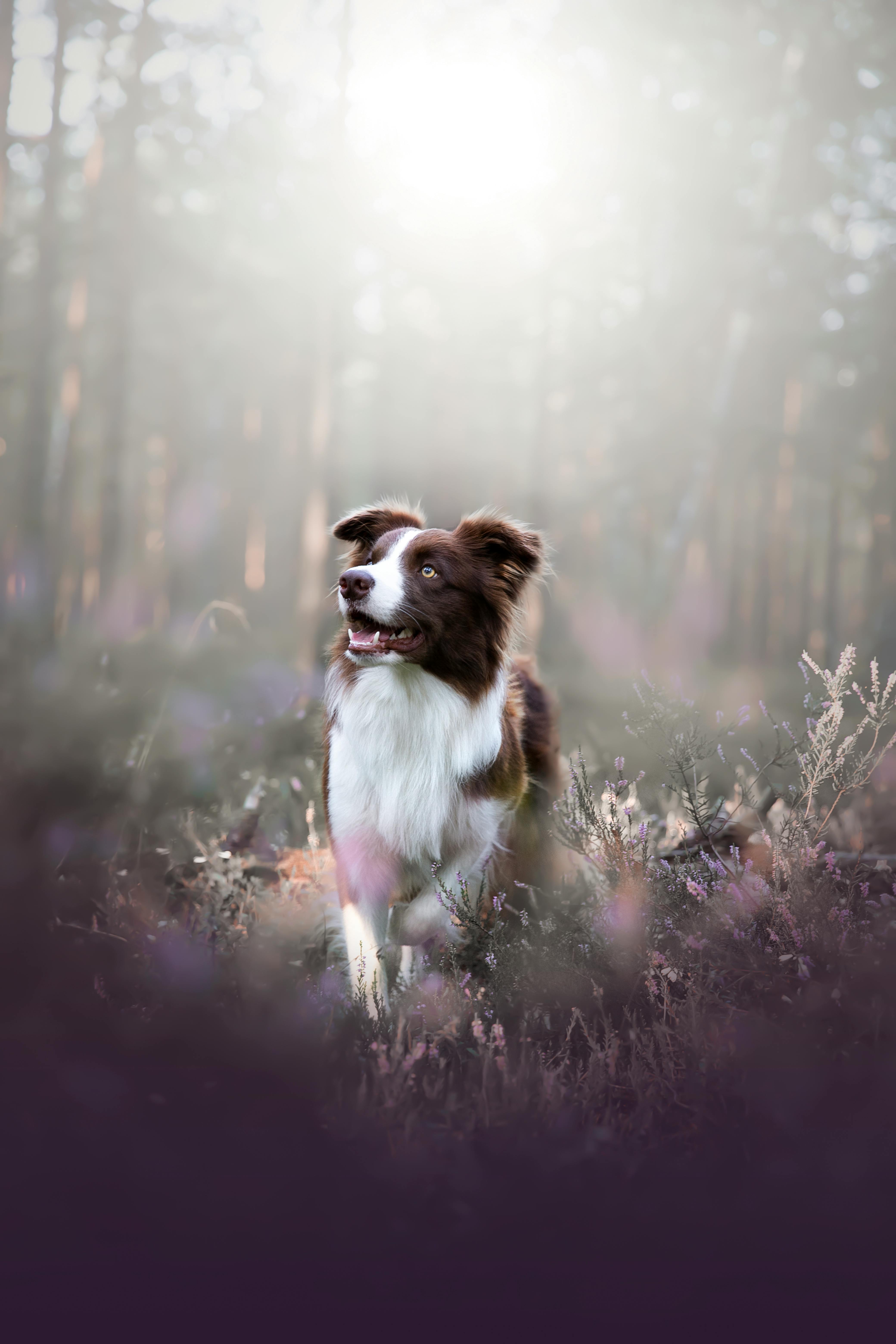 A Border Collie Dog in a Forest · Free