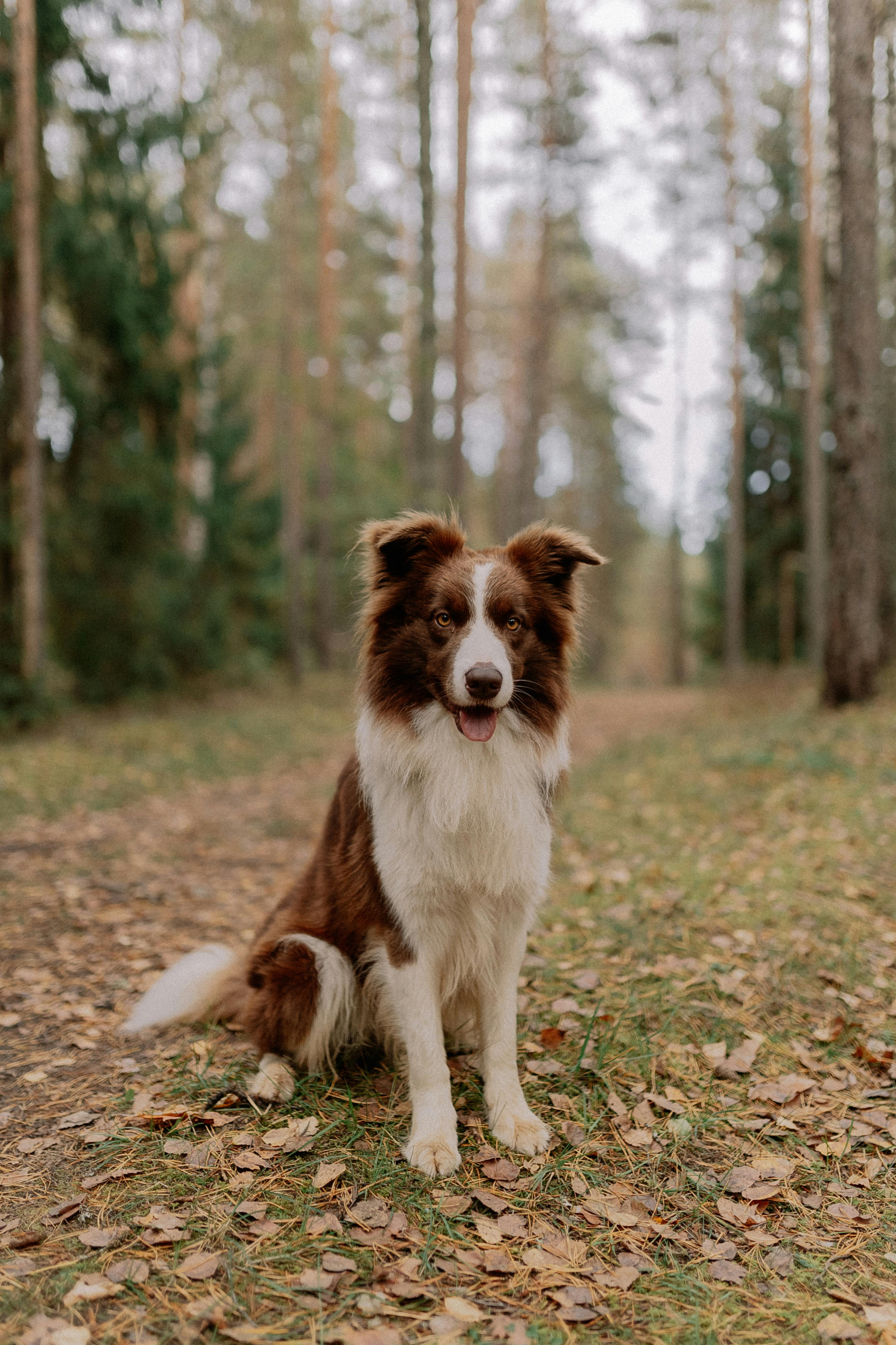 A Border Collie Dog in a Forest · Free