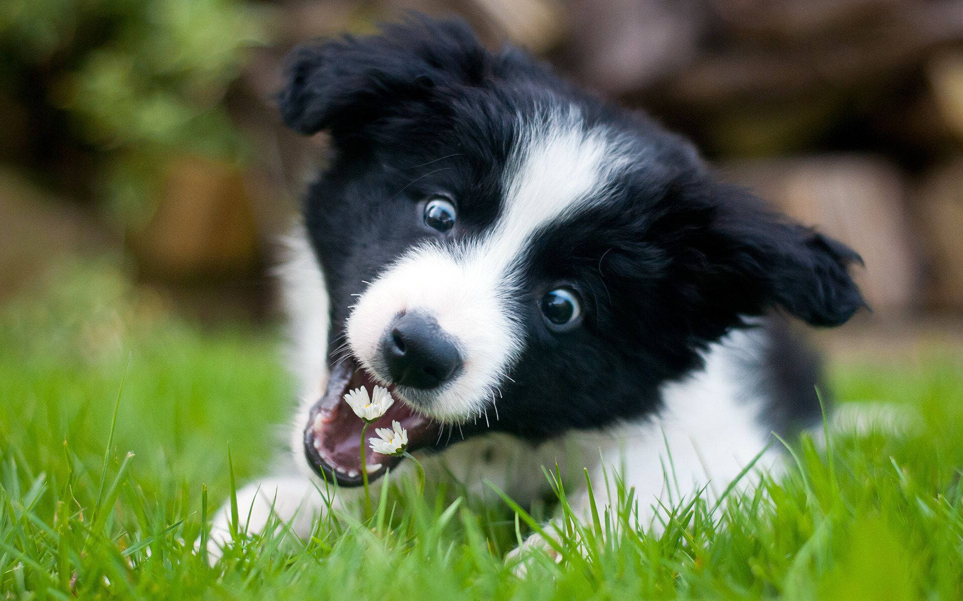 Border Collie Puppy Picture