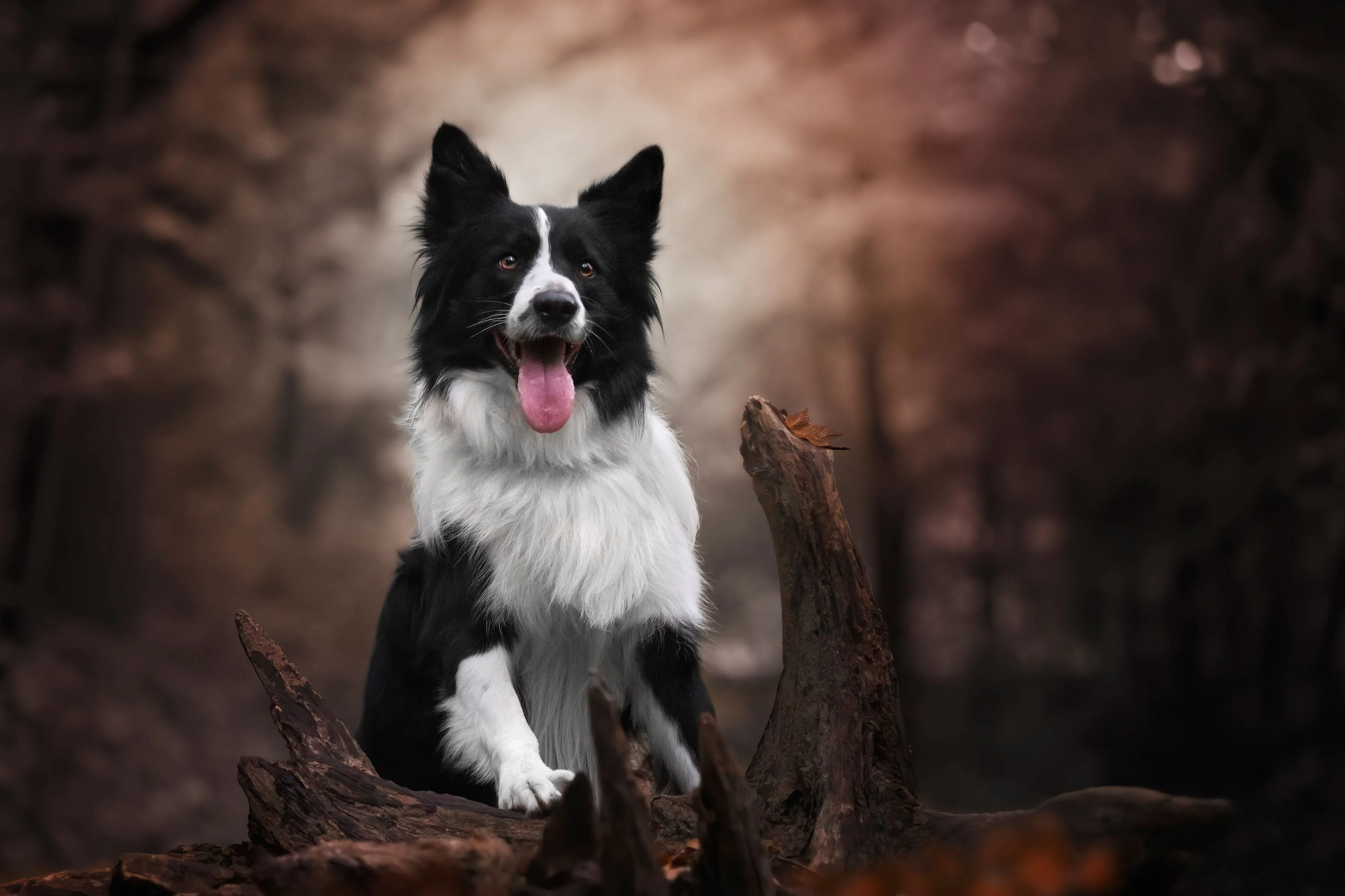 Download Animal Border Collie 4k Ultra HD Wallpaper