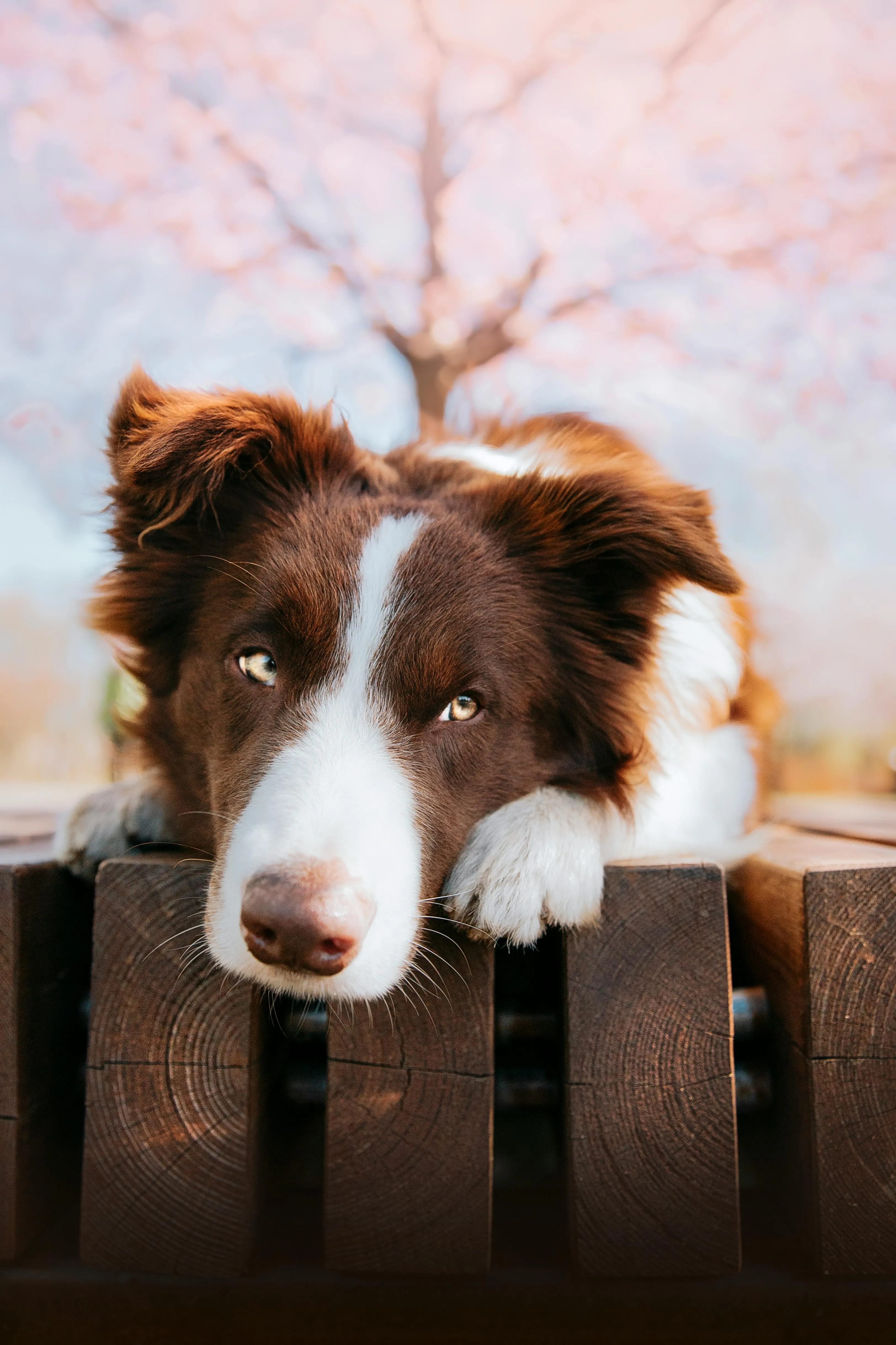 Adorable Border Collie Lying on a Wooden Surface · Free
