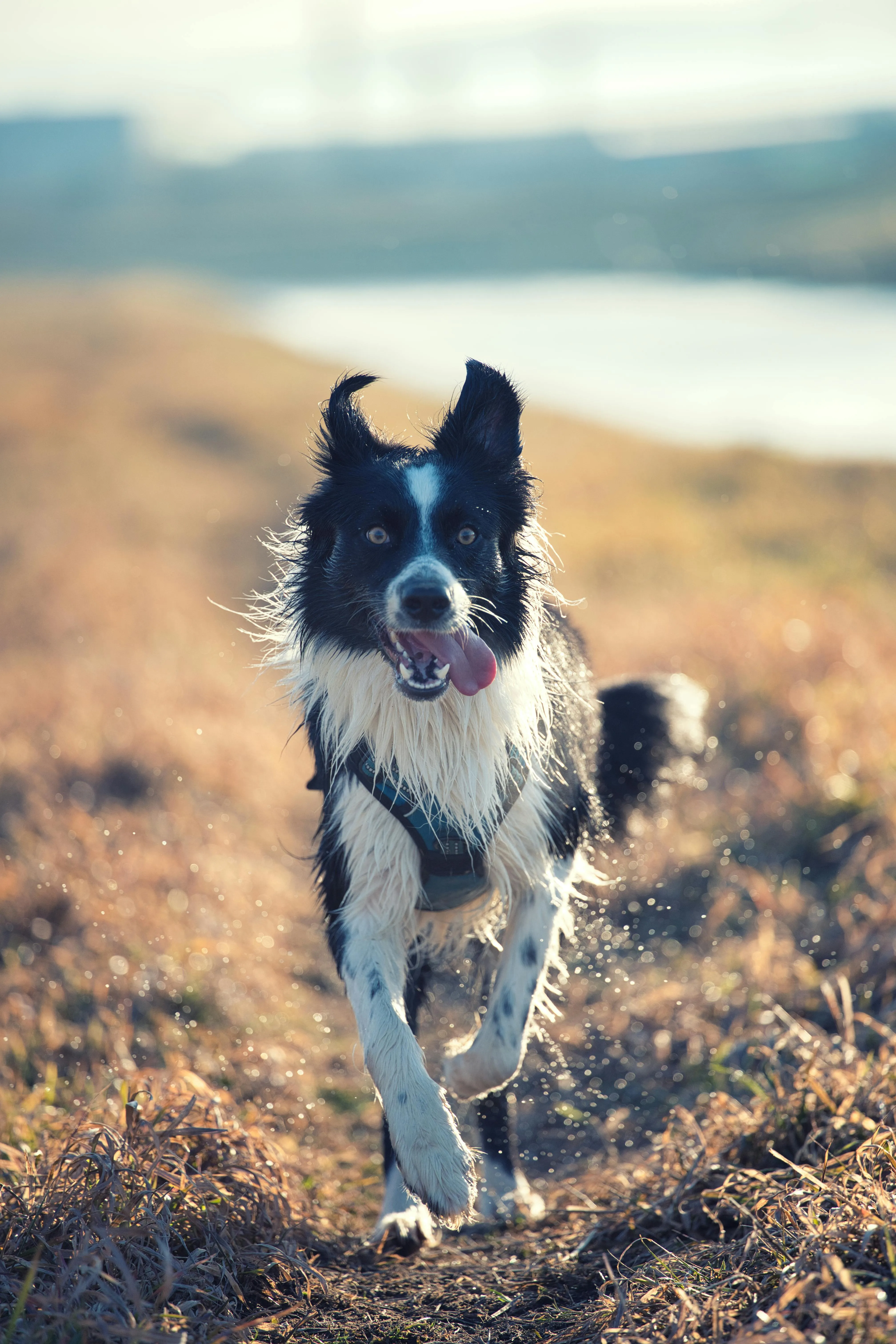 Energetic Border Collie Frolicking Outdoors · Free