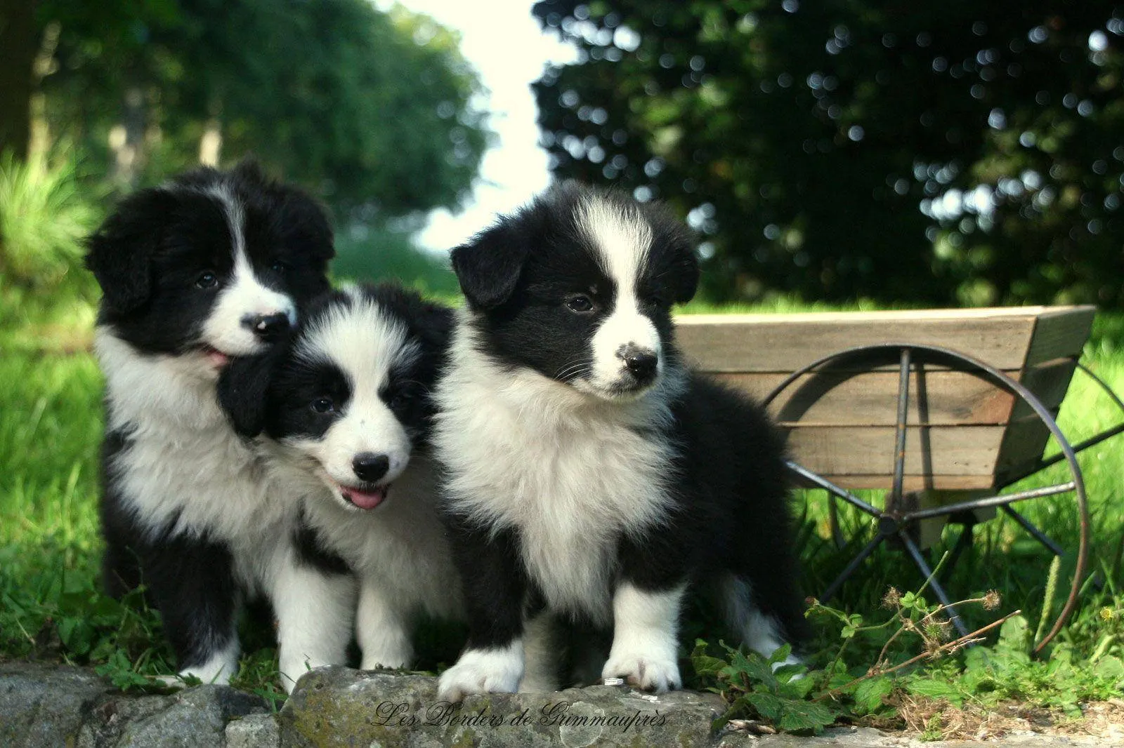 Border Collie Puppy Wallpaper