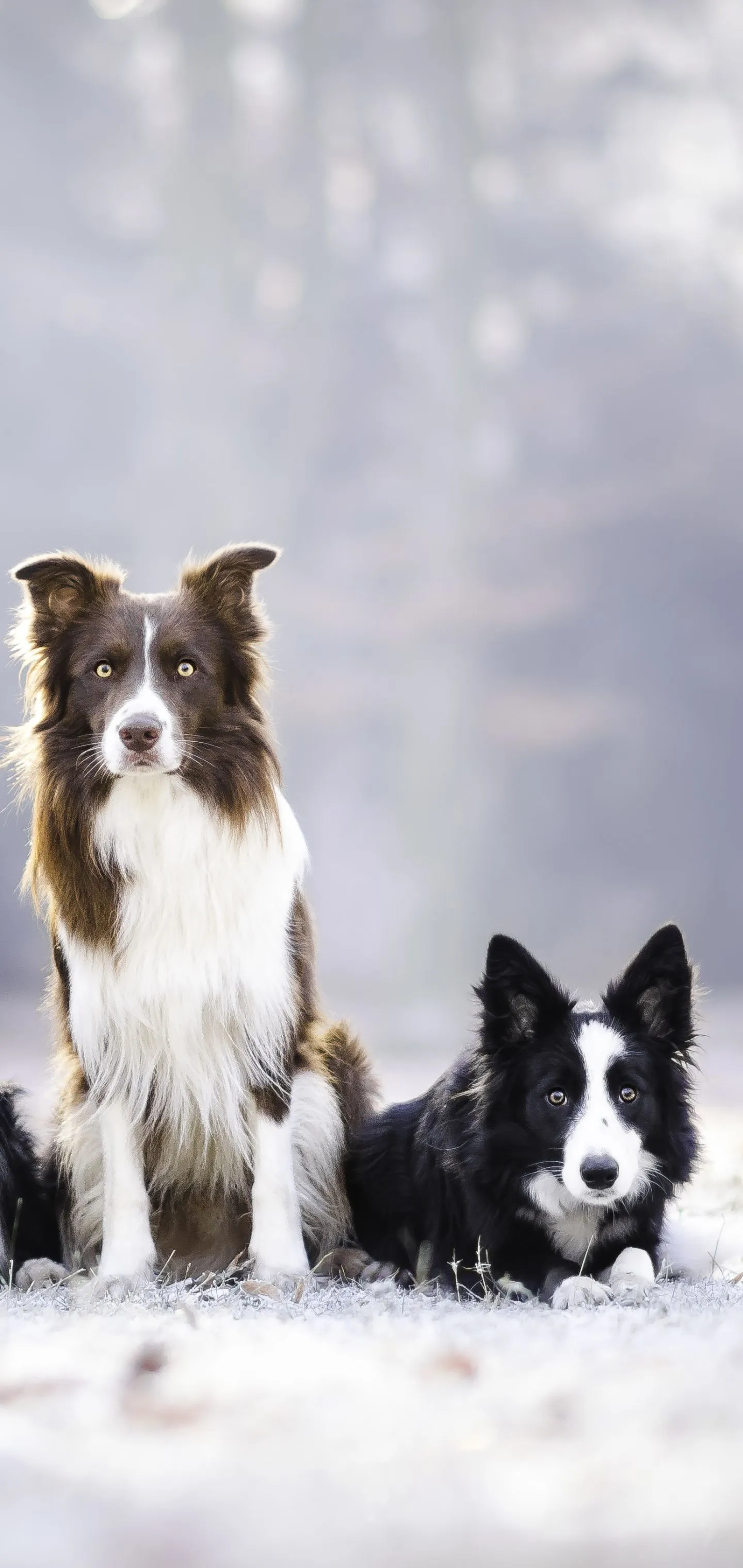 Phone wallpaper: Dog, Animal, Border Collie, Dogs 1169757