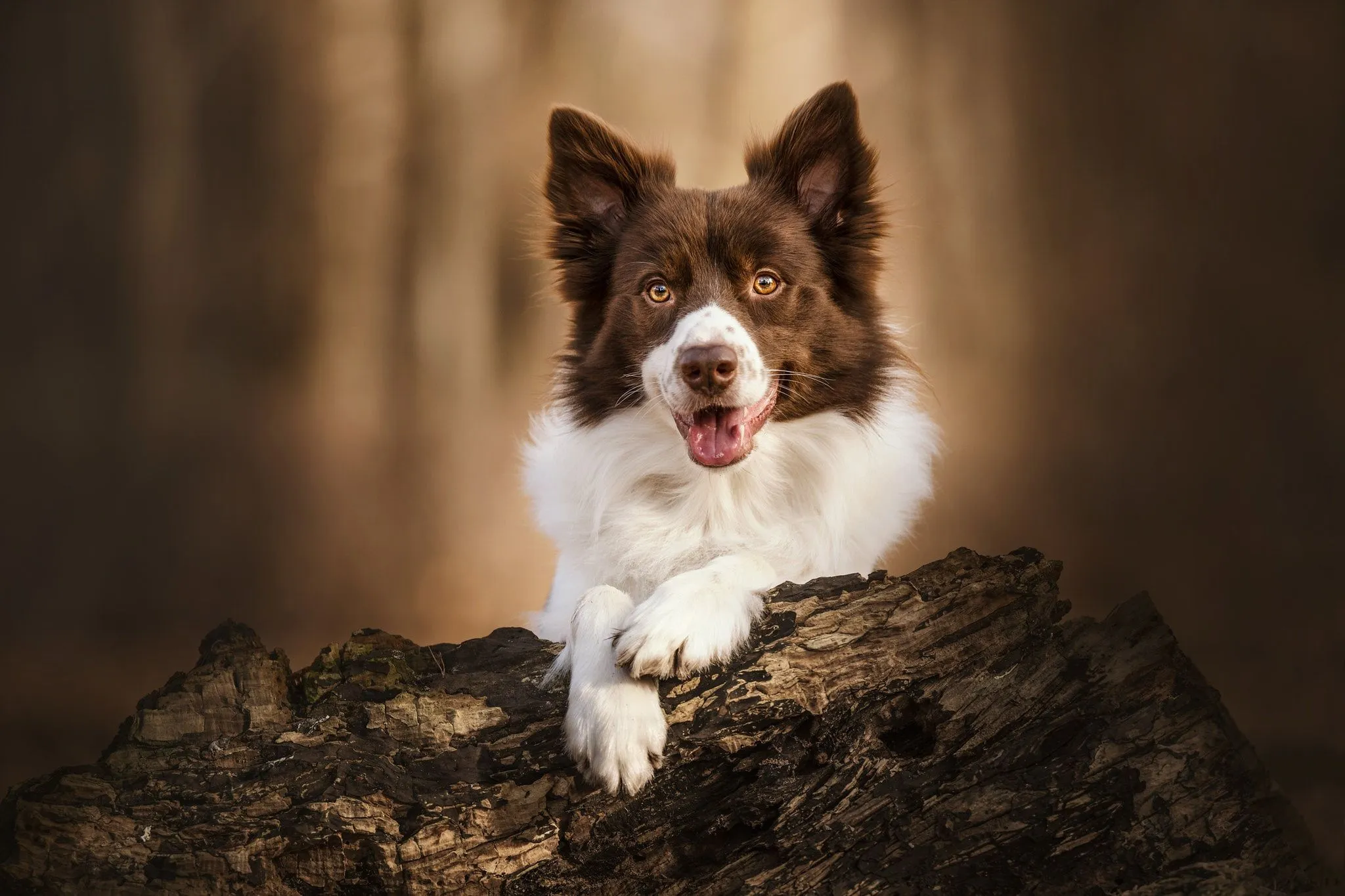 Download Animal Border Collie HD Wallpaper