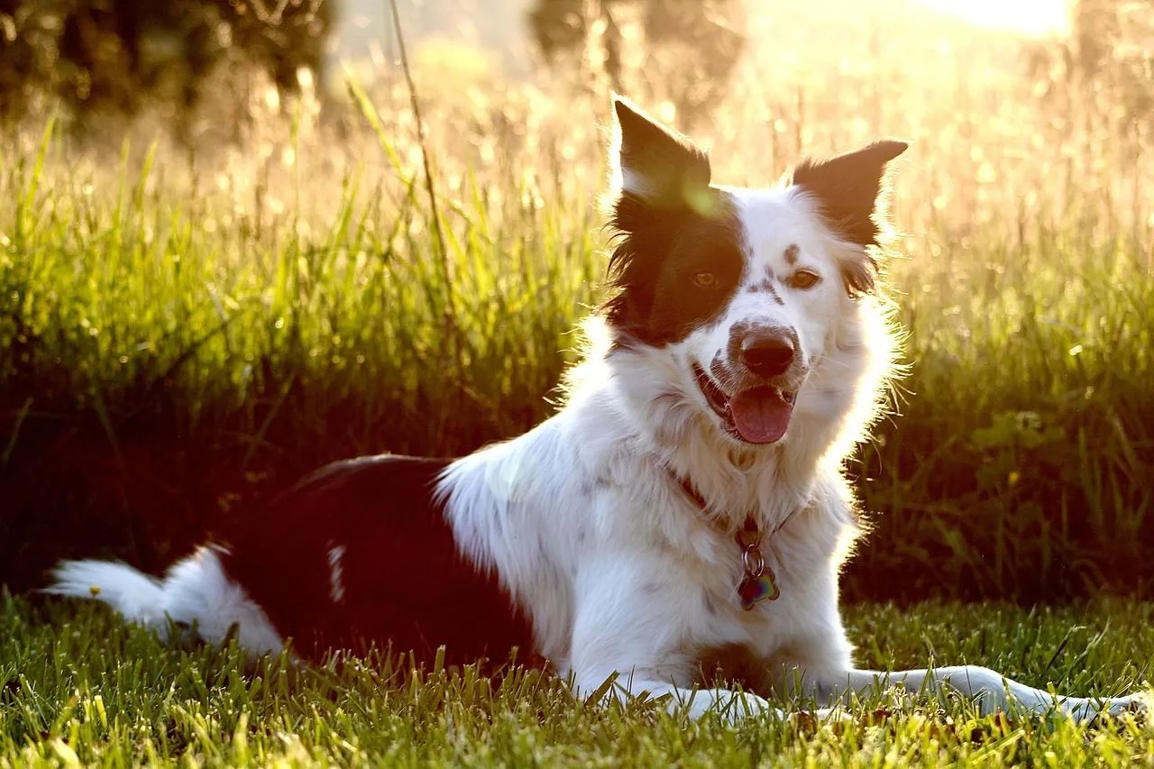 Free White Face Border Collie & Border Collie Image