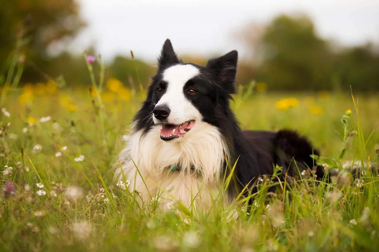 Free Black Border Collie & Border Collie Image