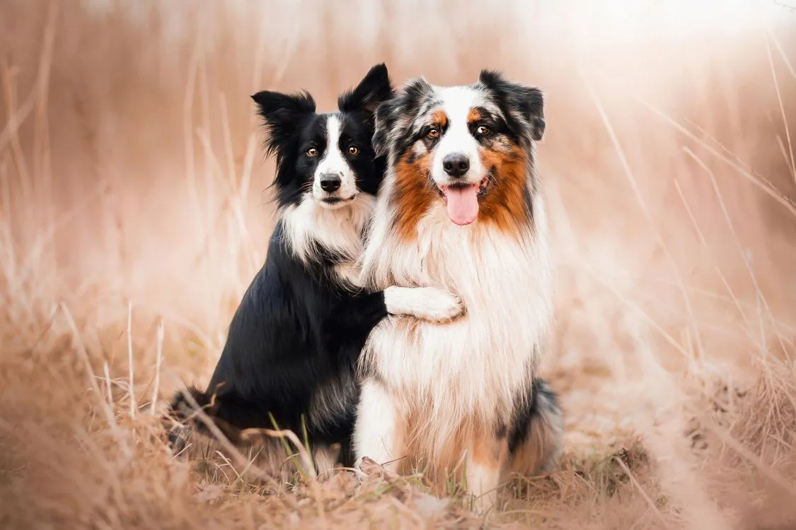 Wallpaper Black and White Border Collie Sitting on Brown Grass Field During Daytime, Background Free Image