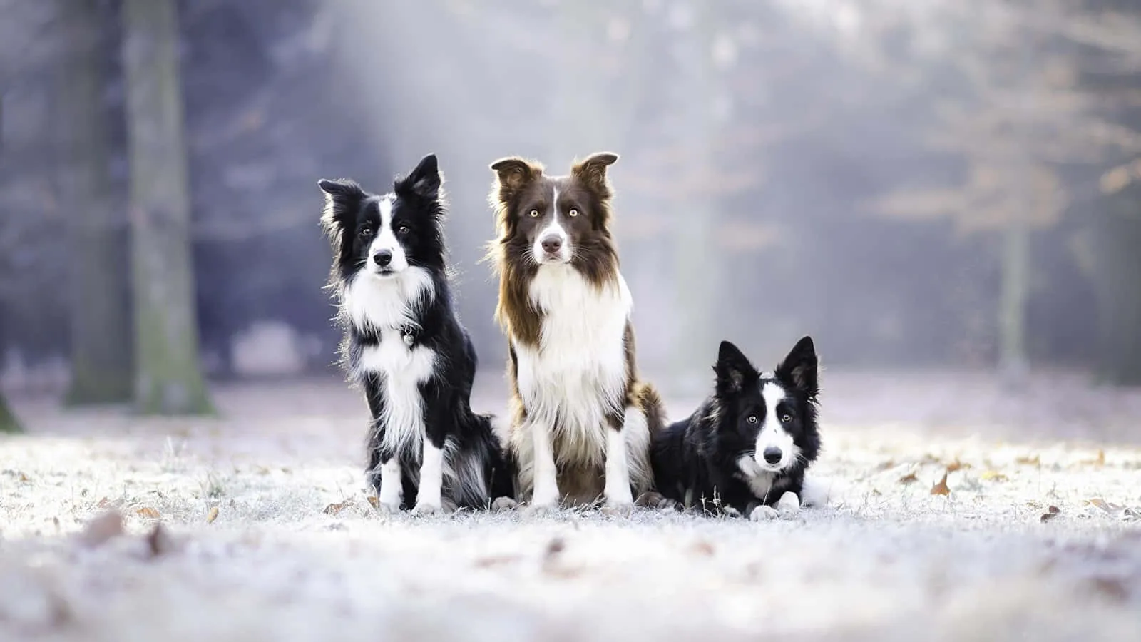 Border Collie Picture