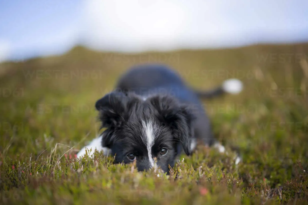 Cute border collie puppy lying down on grass