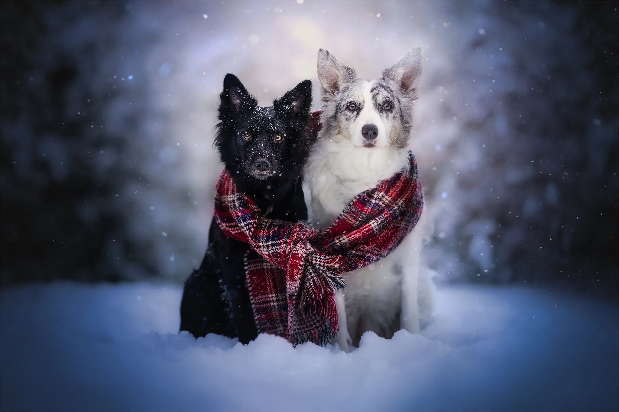 Wallpaper winter, look, snow, each, scarf, a couple, two dogs, the border collie for mobile and desktop, section собаки, resolution 2048x1366