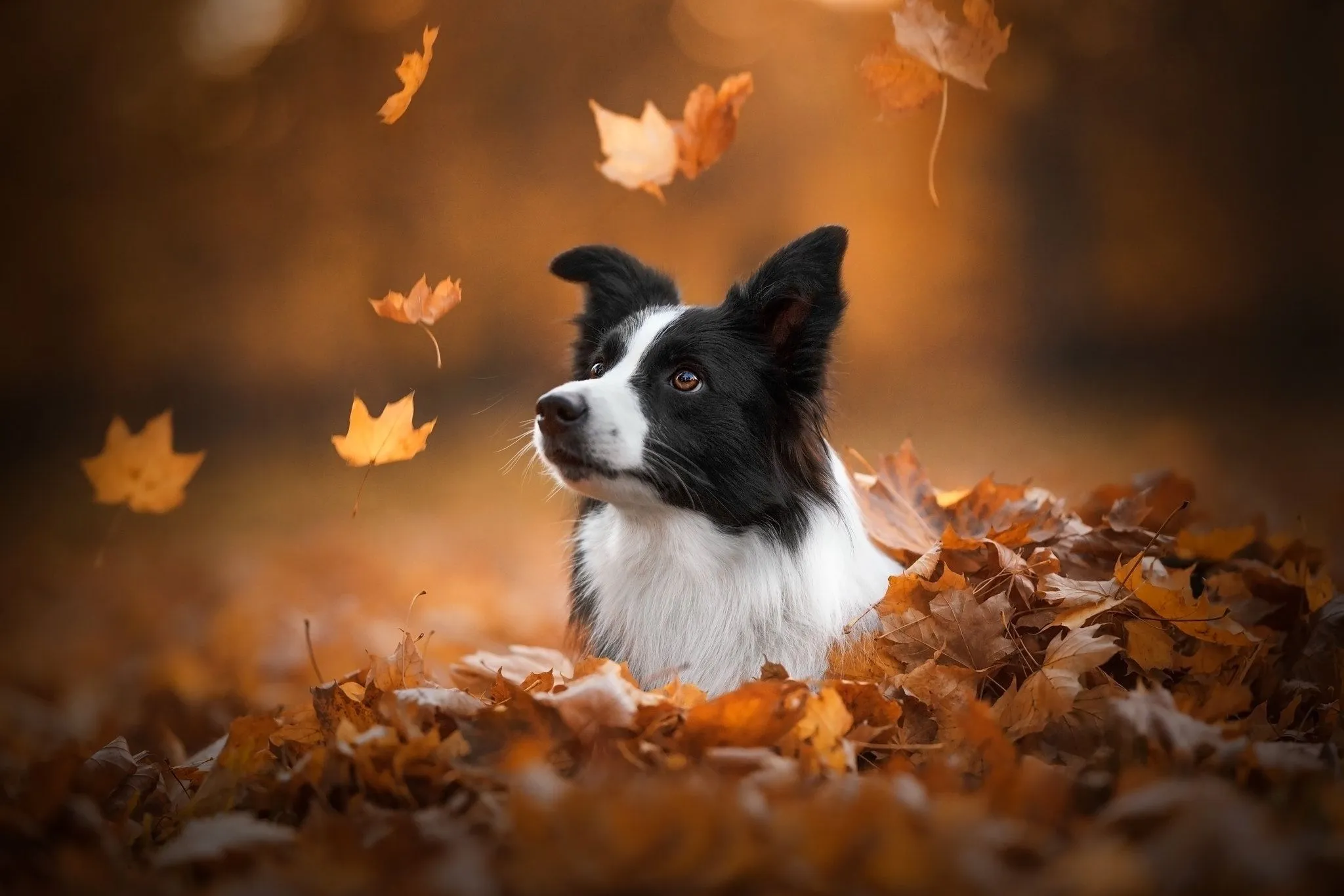 Border Collie Wallpaper