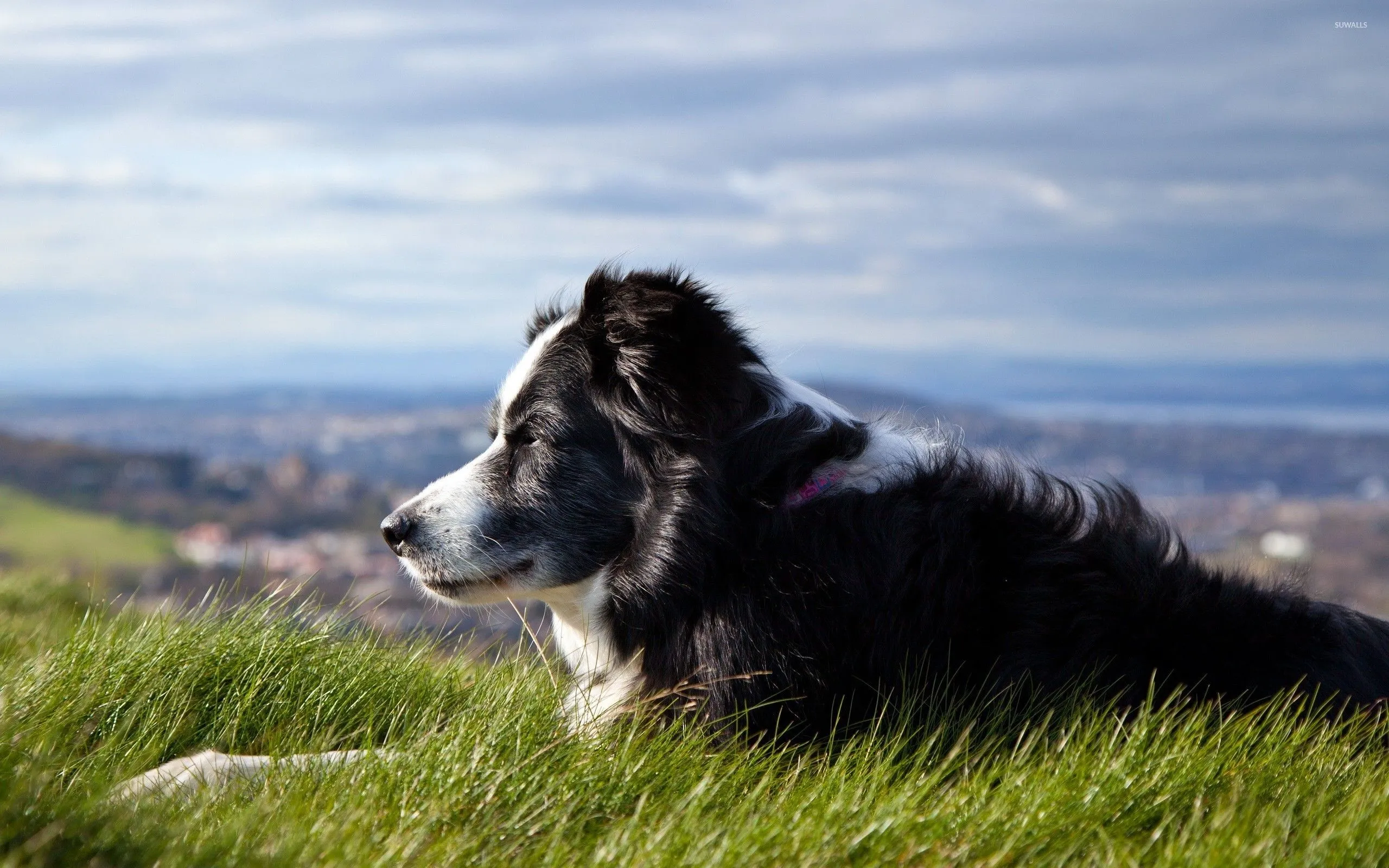 Border Collie wallpaper wallpaper