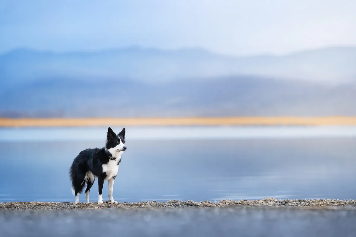 Stunning border collie photo reveal beauty and intelligence of these working dogs