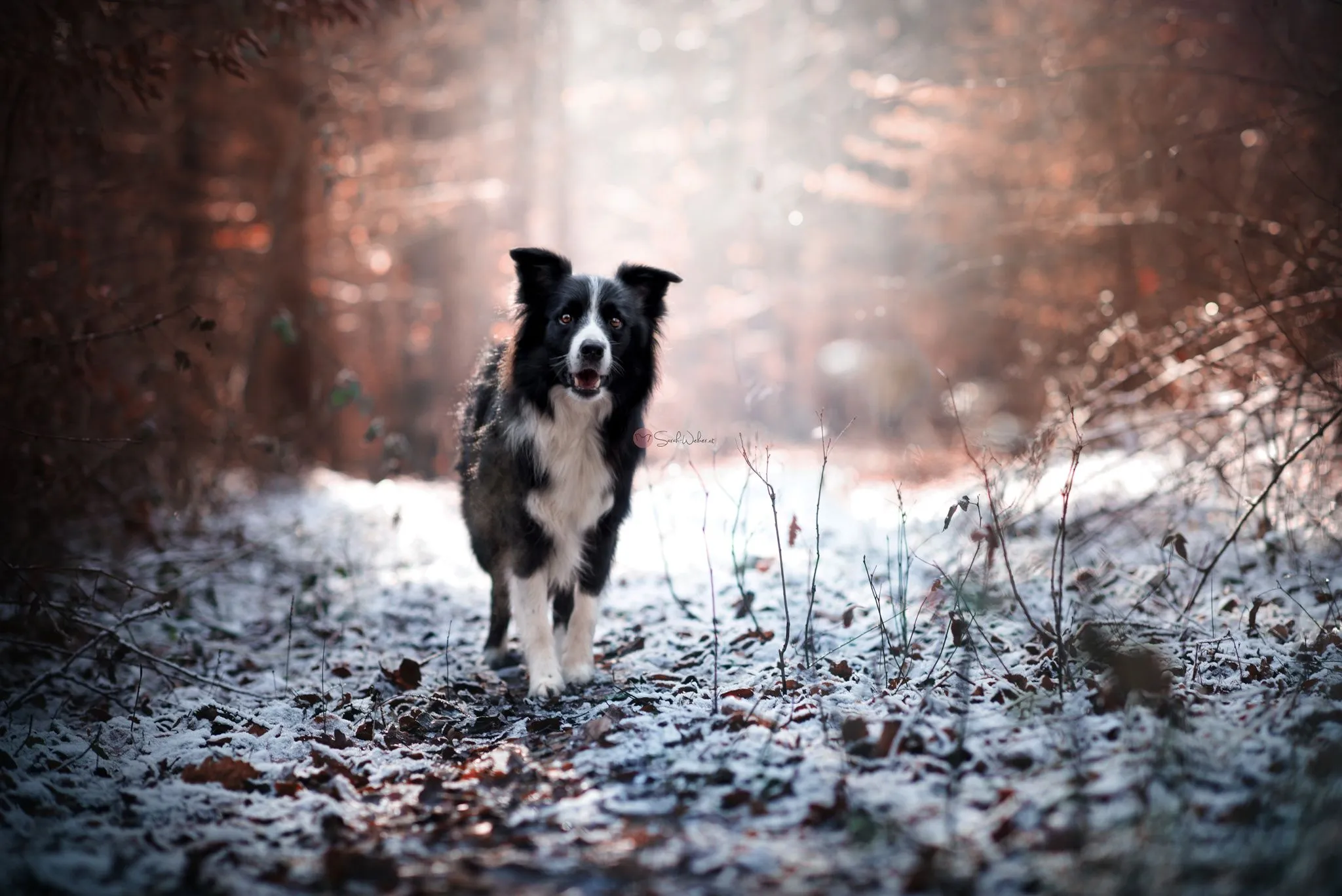 Wallpaper Freezing, Dog Breed, Border Collie, Snout, Dog, Background Free Image