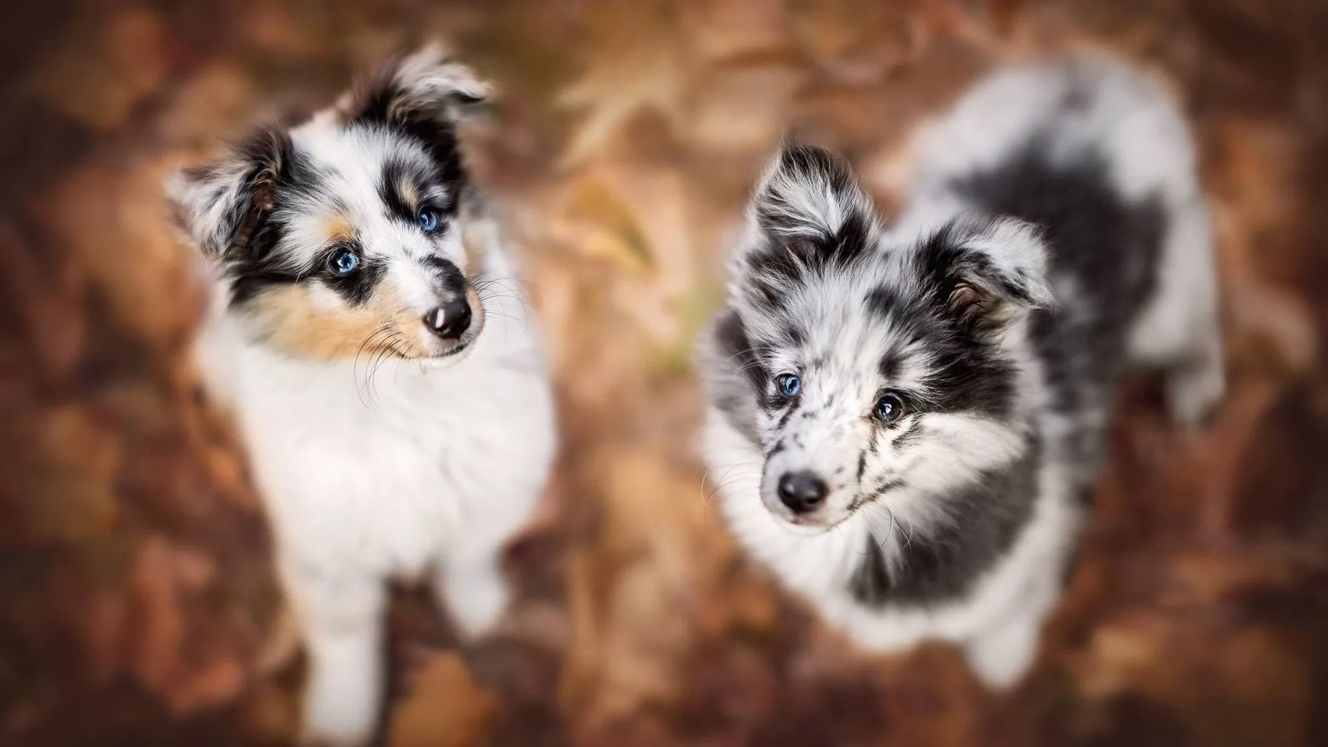 Baby Animal Border Collie Dog Pet Puppy HD Dog Wallpaper