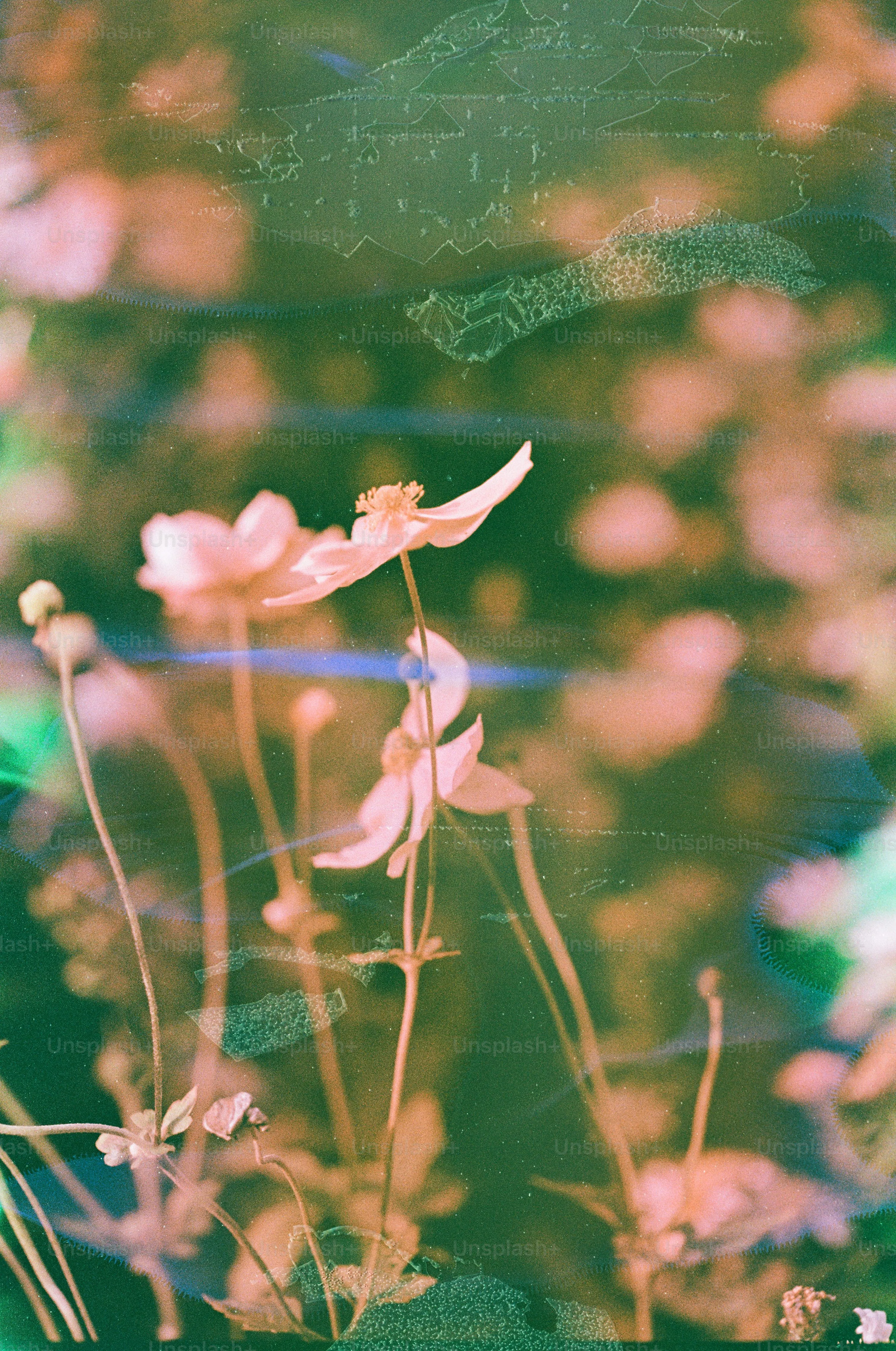 Pink flowers with blurred green background and scratches photo