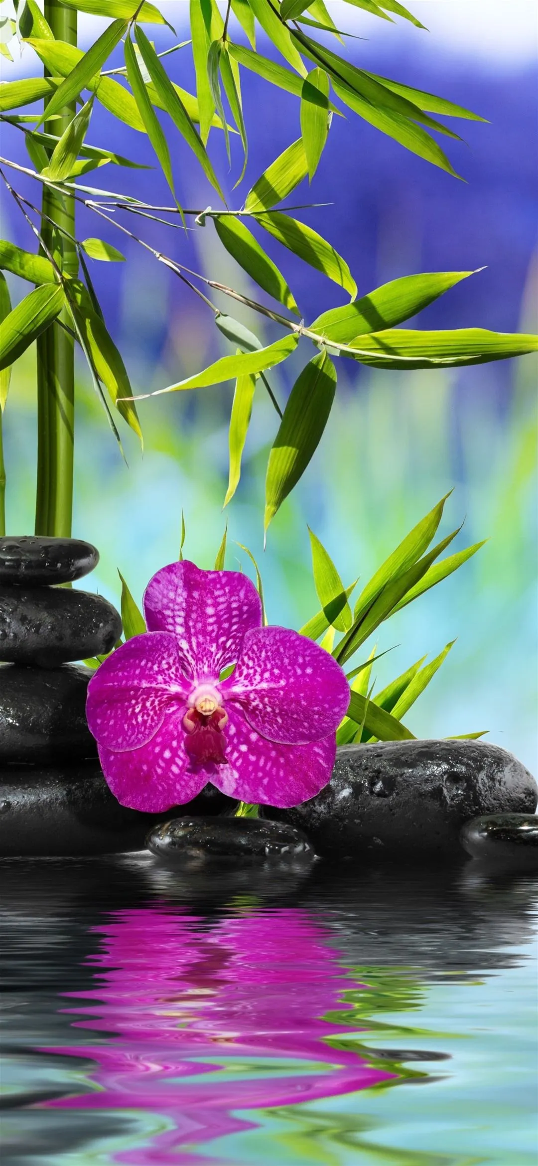 Bamboo, Green Leaves, Stones, Pink Phalaenopsis, Water, SPA 1206x2622 IPhone 16 17 Pro Wallpaper, Background, Picture, Image