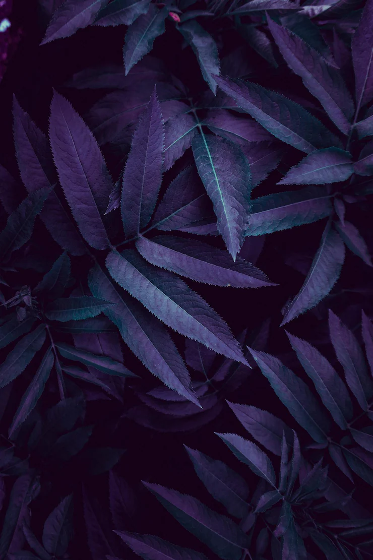 iPhone 14 pro max purple wallpaper Image