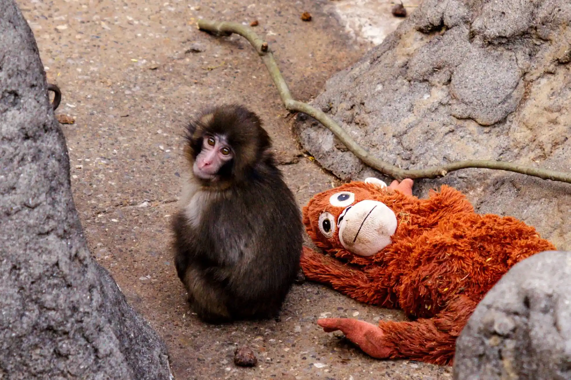 Fans Cheer on Lonely Baby Monkey at Japanese Zoo