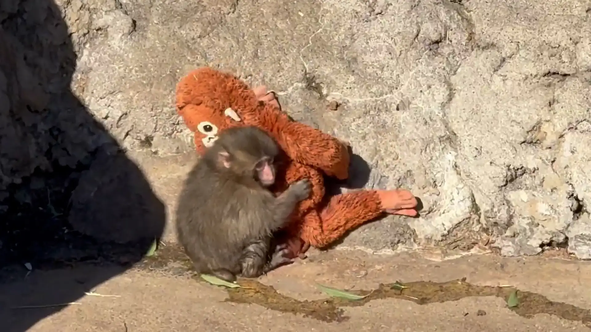 Punch the Monkey's Heartbreaking Fate Revealed