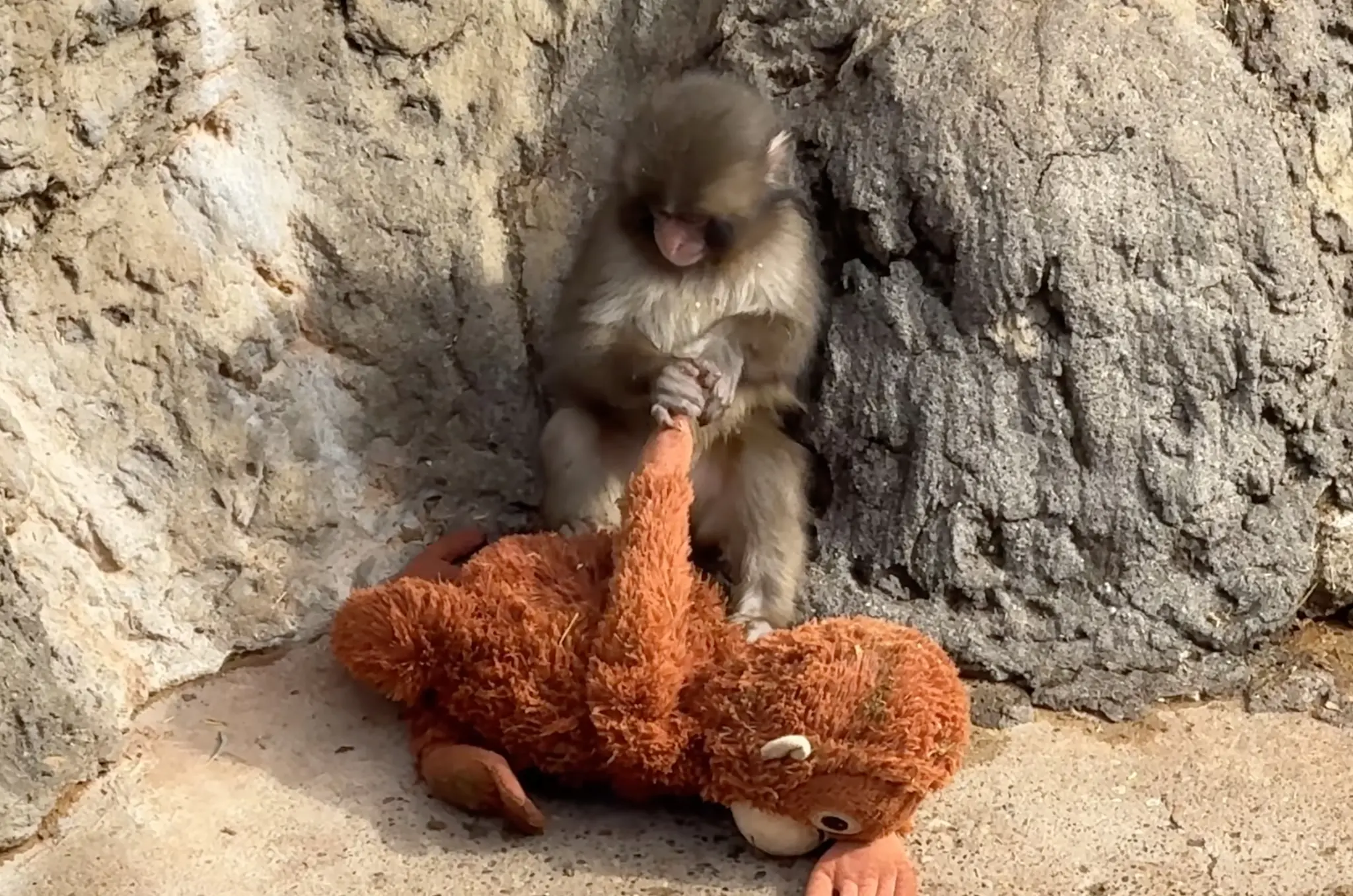 PETA Urges Public To Stop Sharing Punch the Monkey Videos